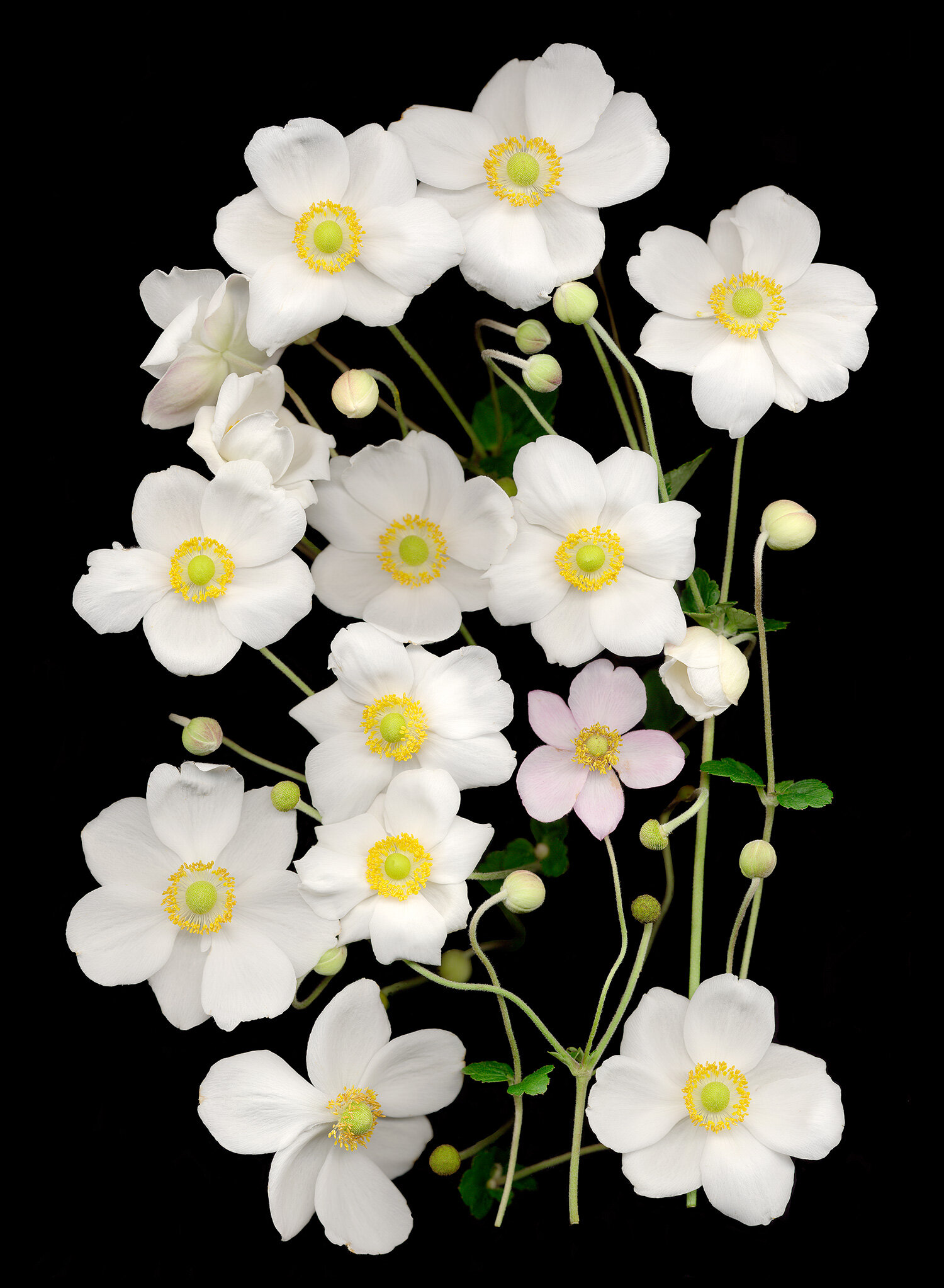 Wind Anenomes White Flowers