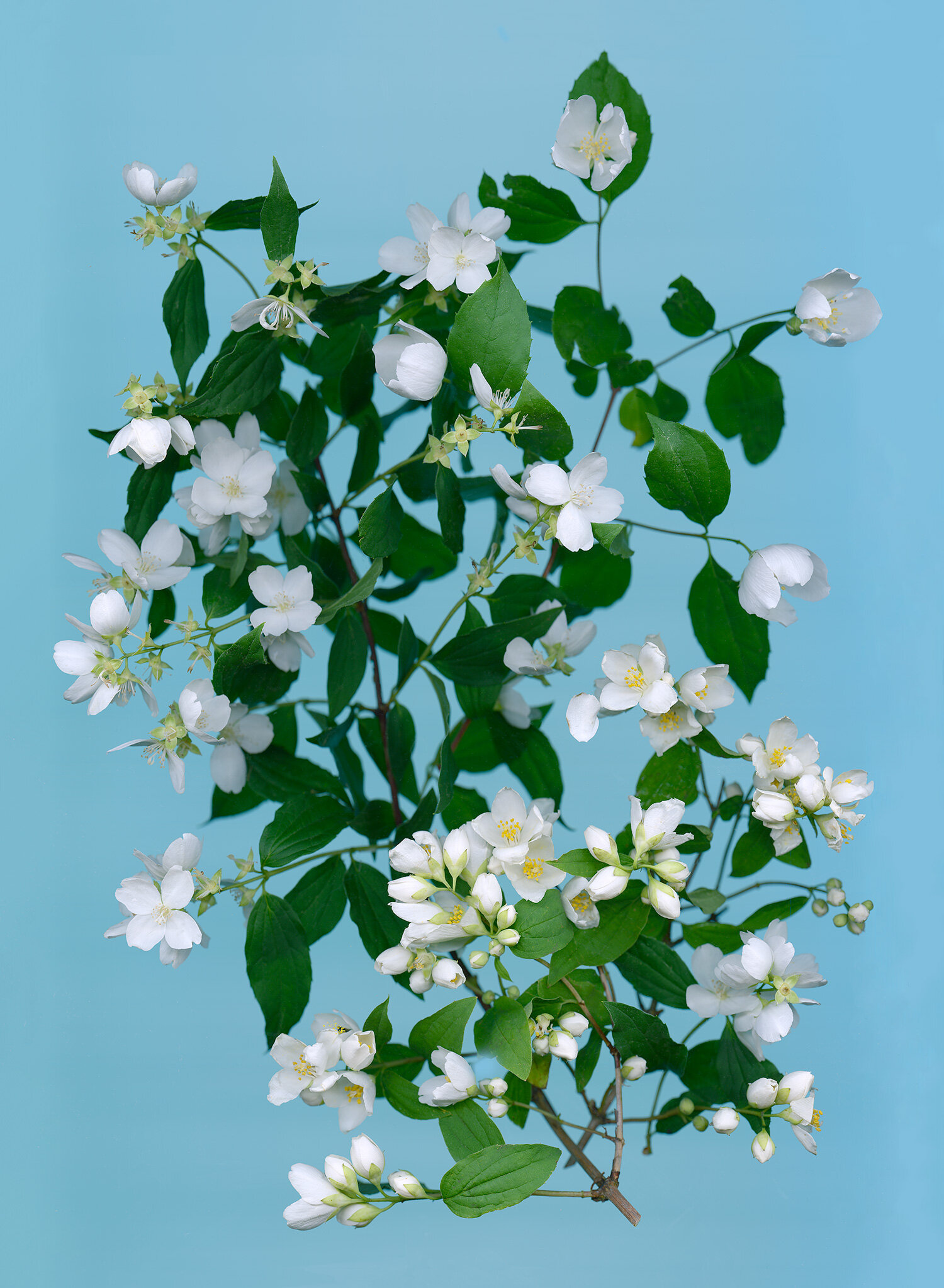 Mock Orange Plant