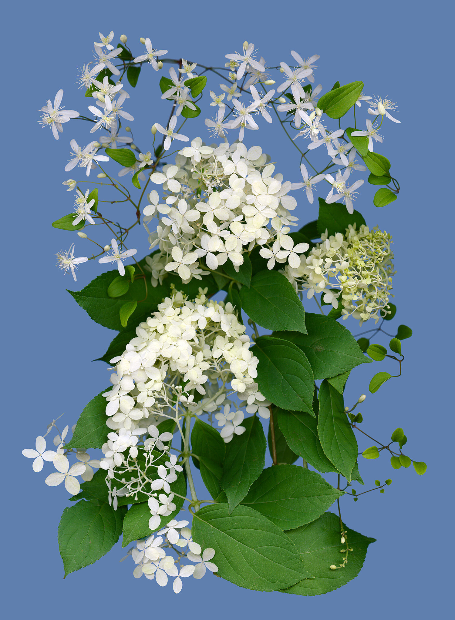 Clematis Montana Snowflake