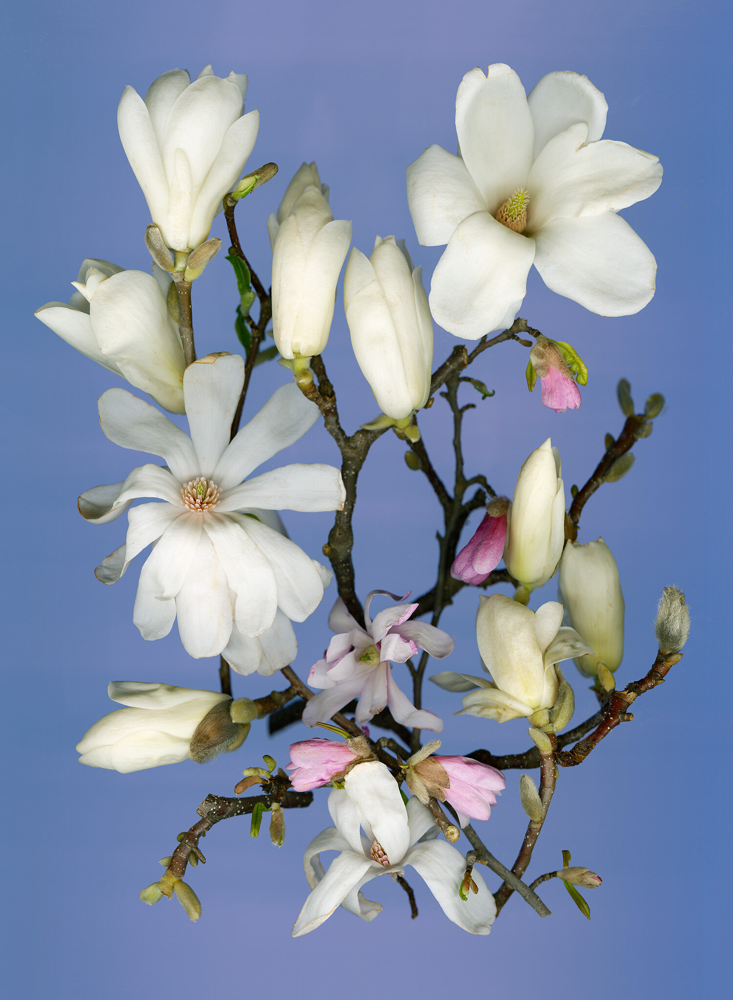 Magnolias