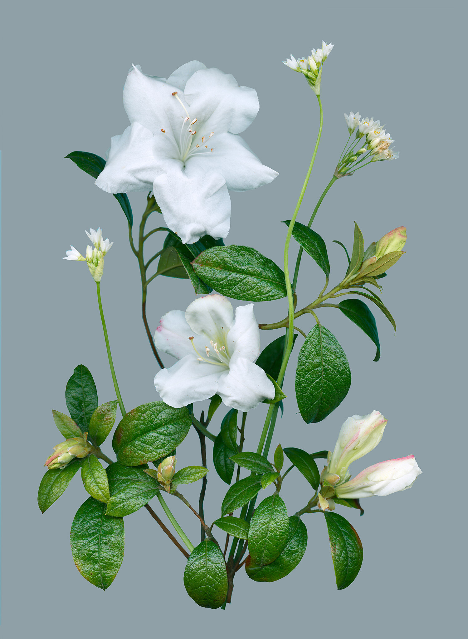 Rhododendron fragrans