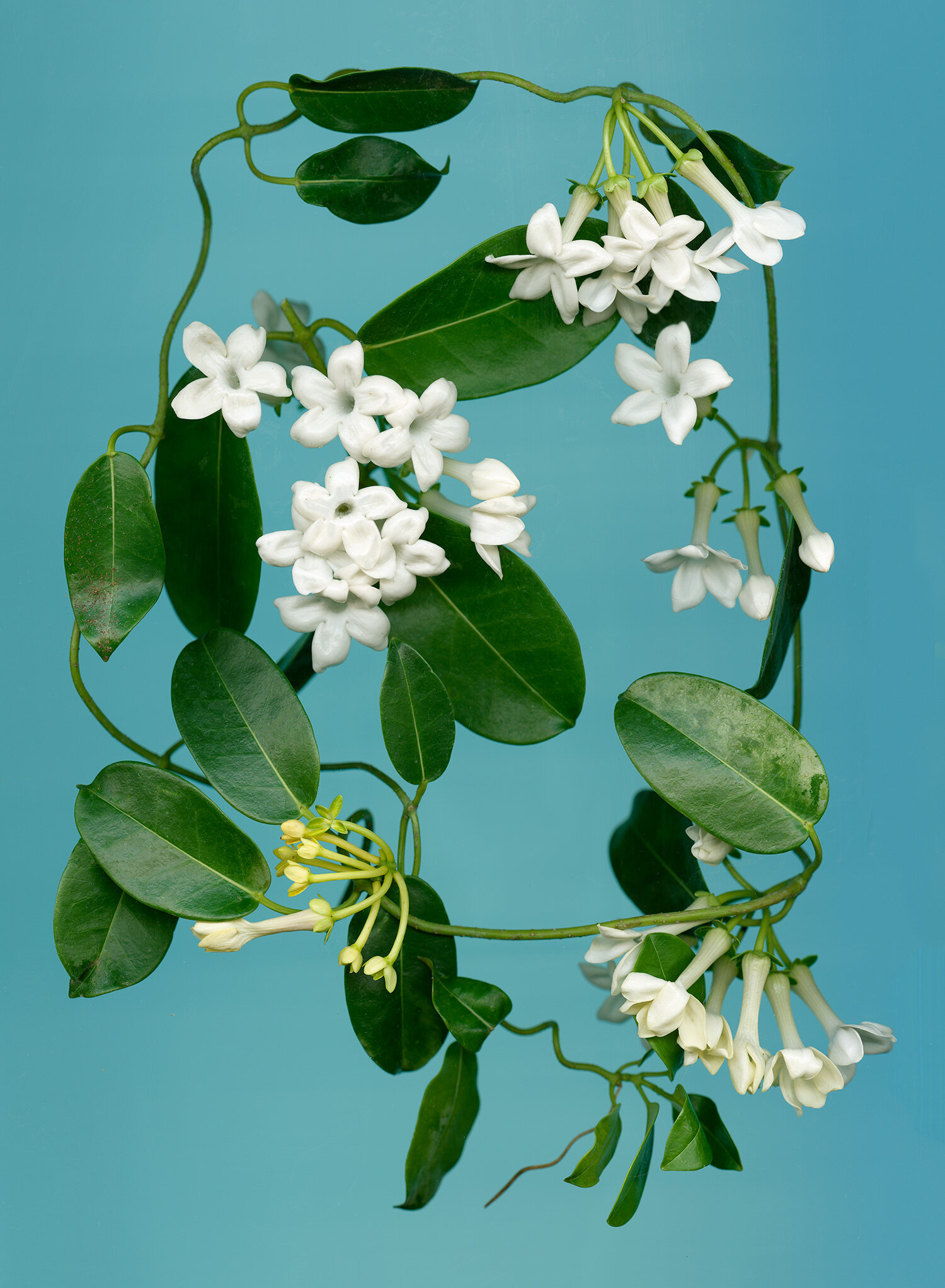 Stephanotis, Hawaiian Wedding Flower