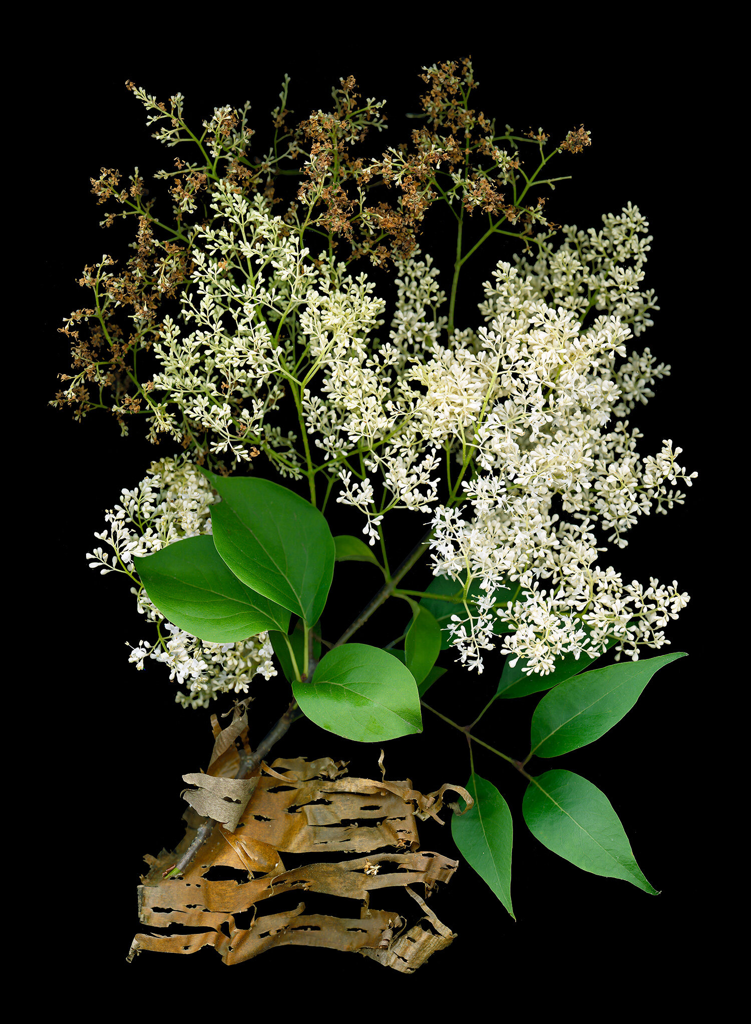 Syringa reticulata by Ellen Hoverkamp