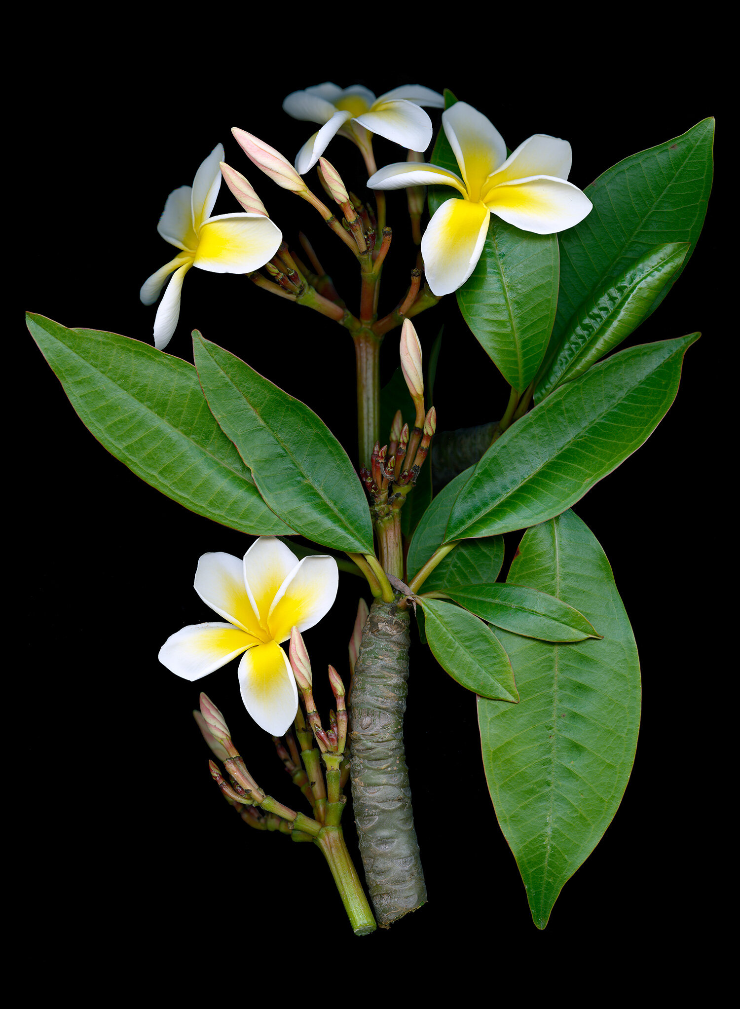 Plumeria frangipani