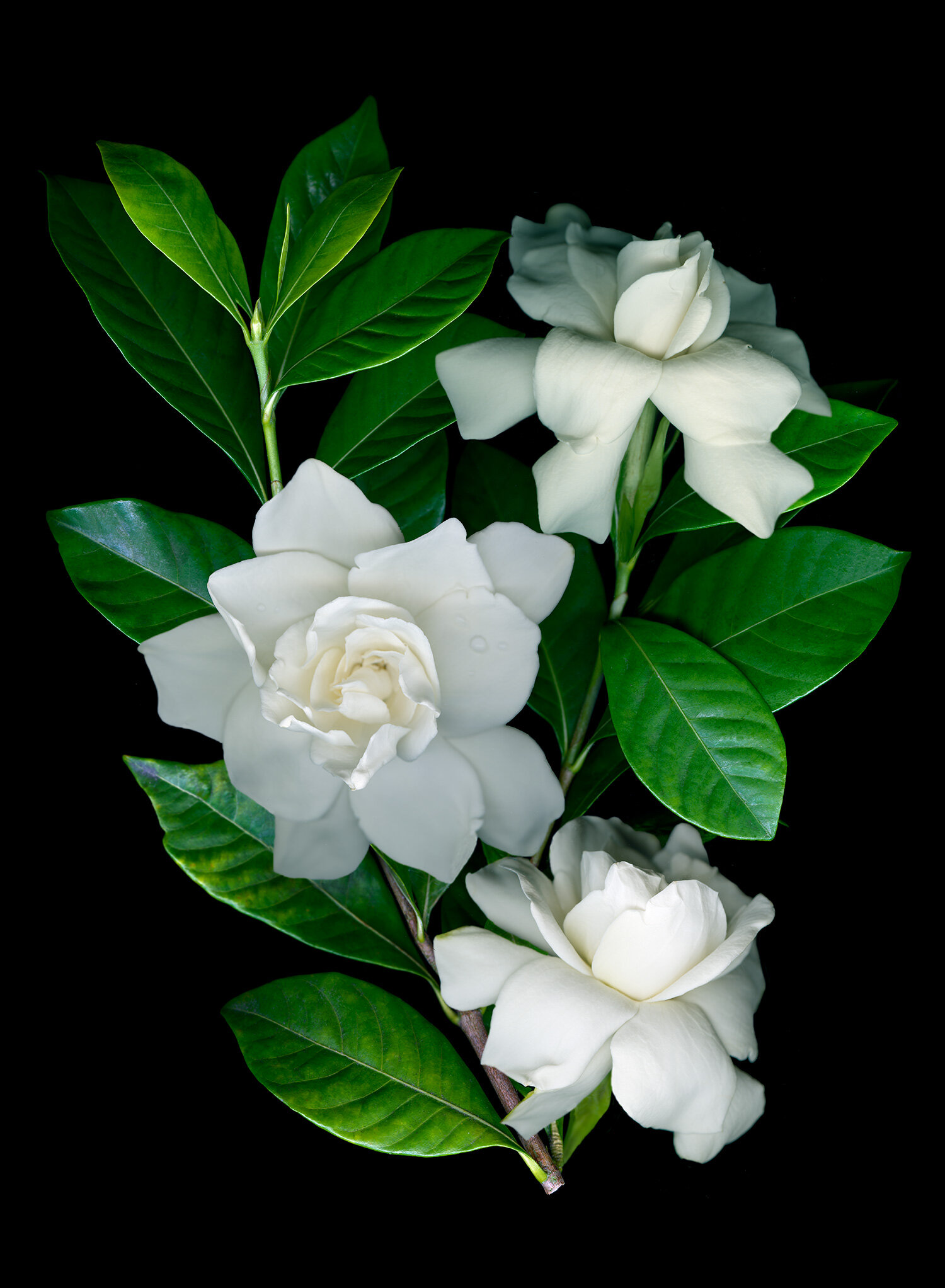 three gardenia flowers, foliage