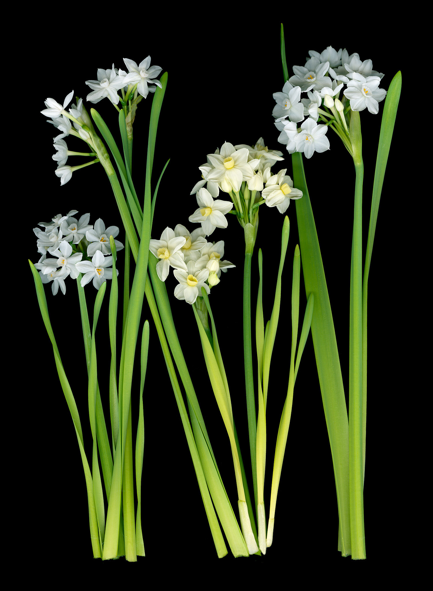 Paperwhites Paperwhite Narcissus