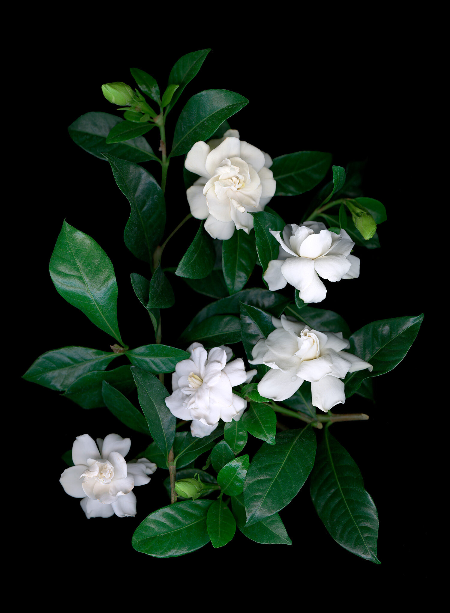 Gardenias