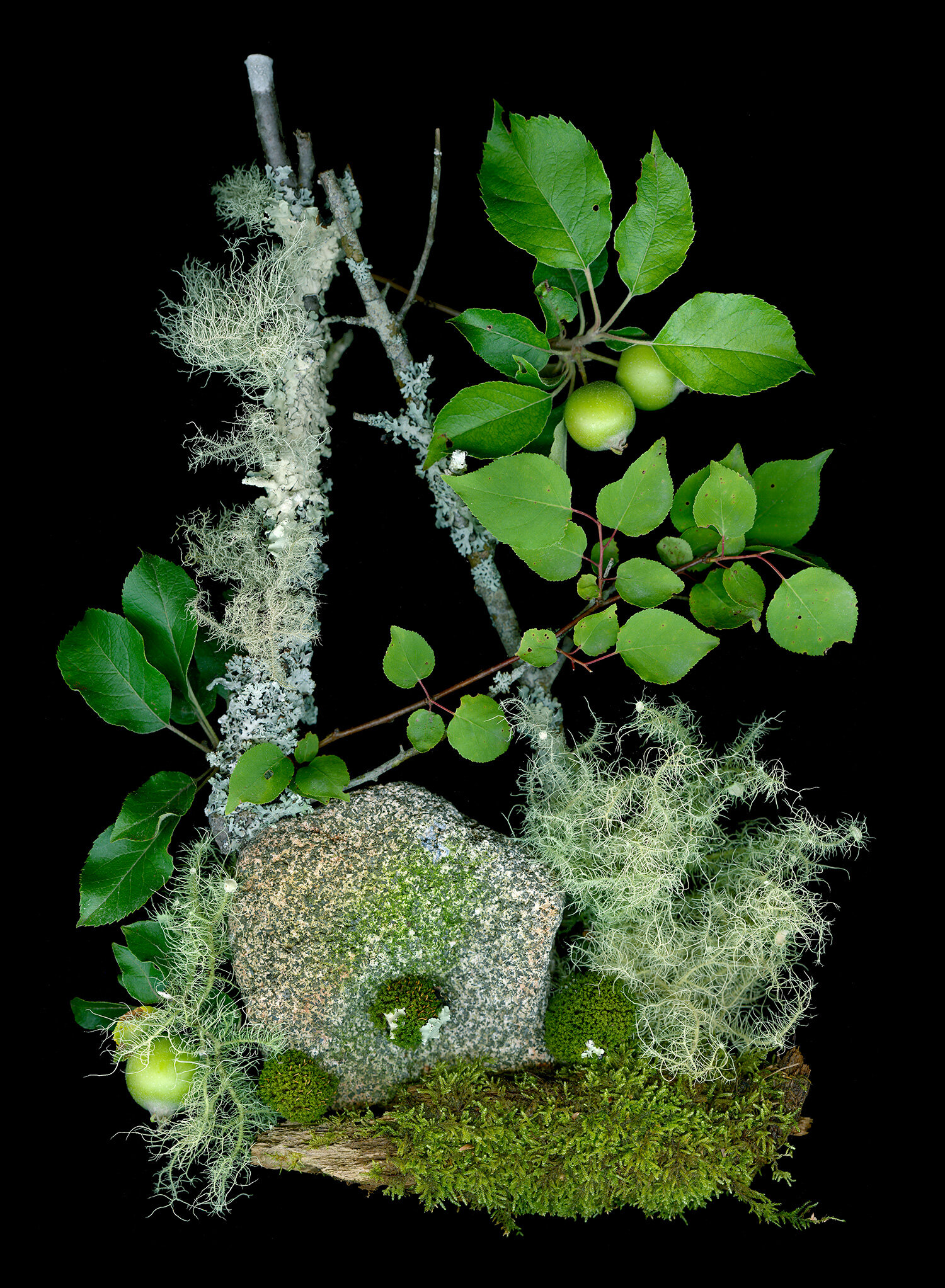 apple-tree-oakmoss-lichen-rock.jpg