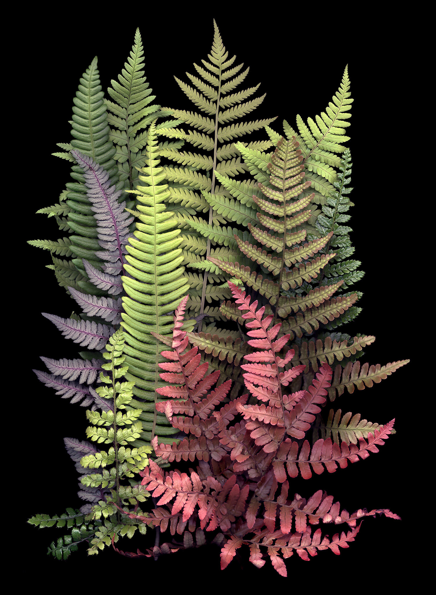 Fern Garden