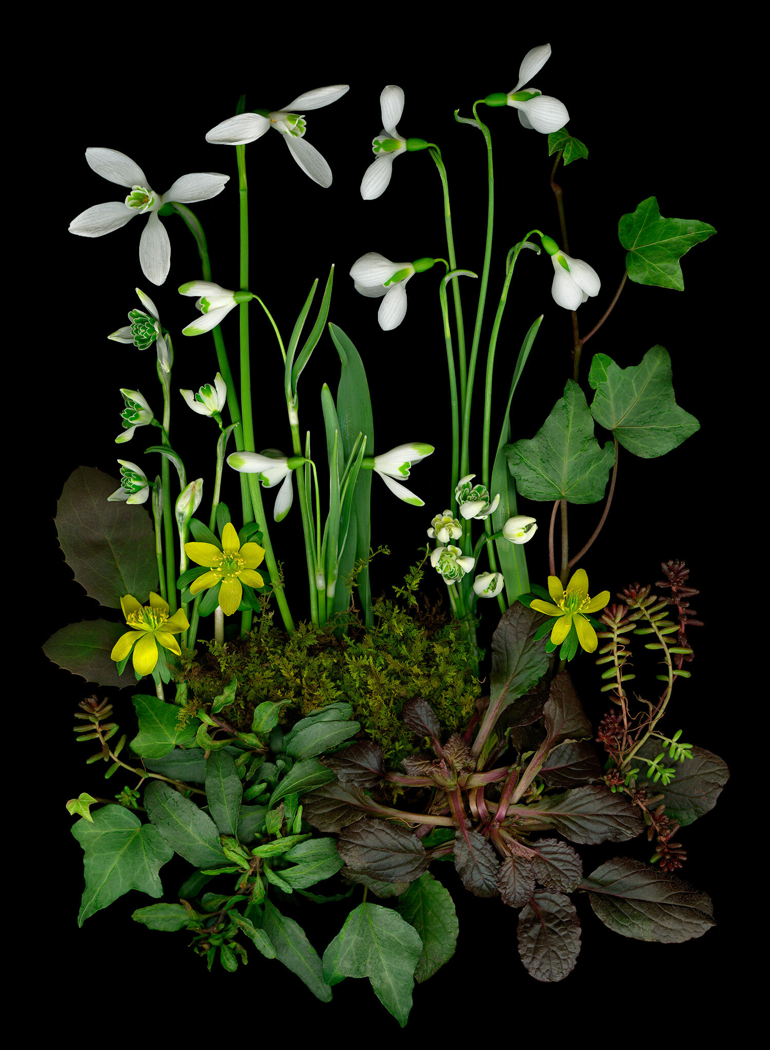 galanthus winter aconite moss ellen hoverkamp natural shade garden