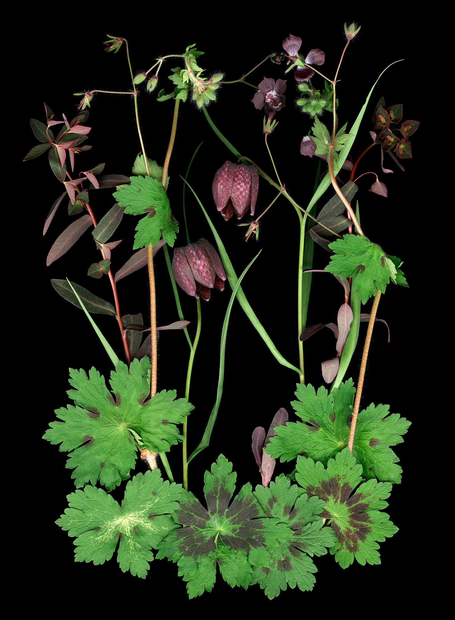 frittilaria geranium