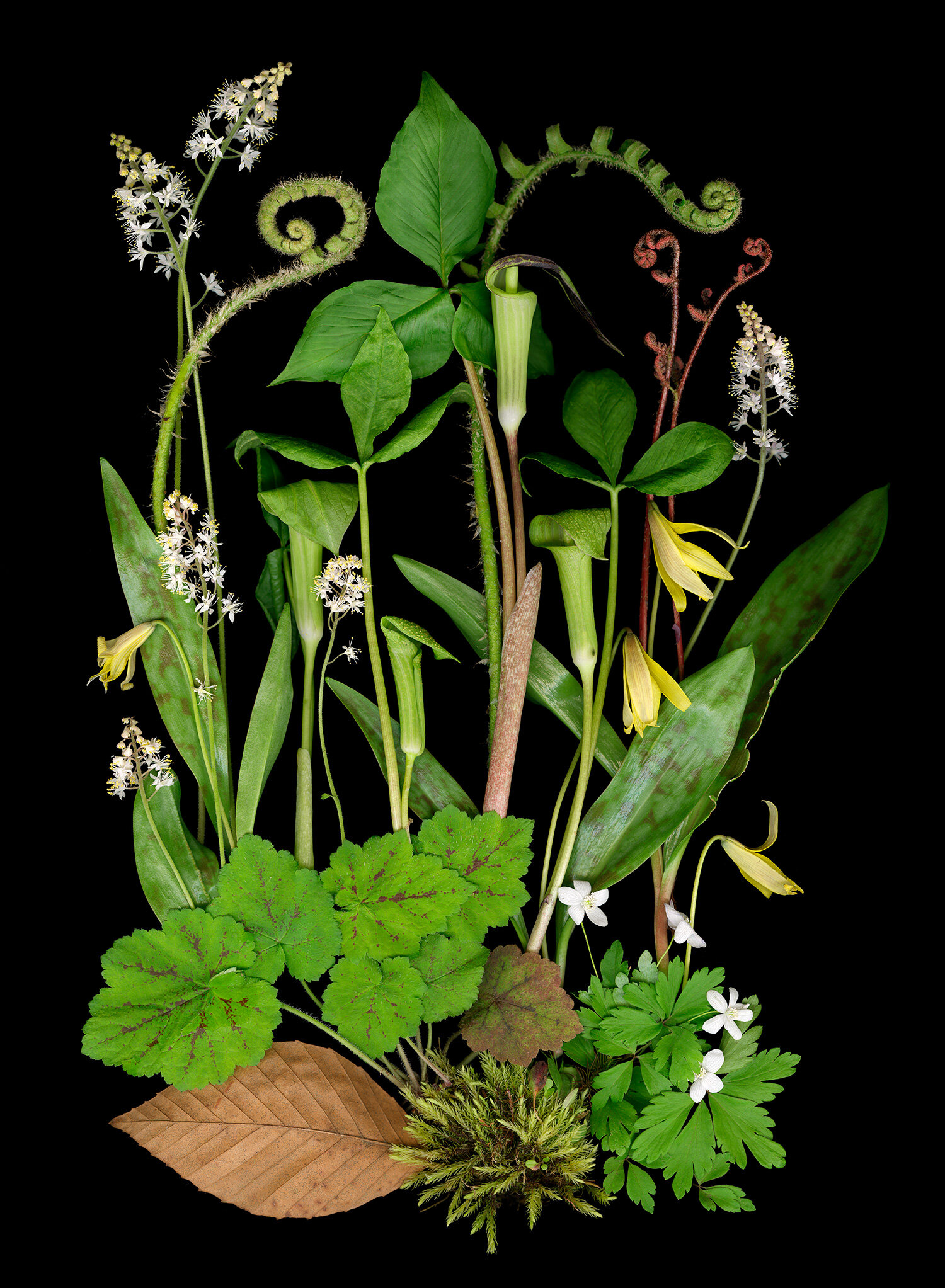 Jack in the Pulpits flowers