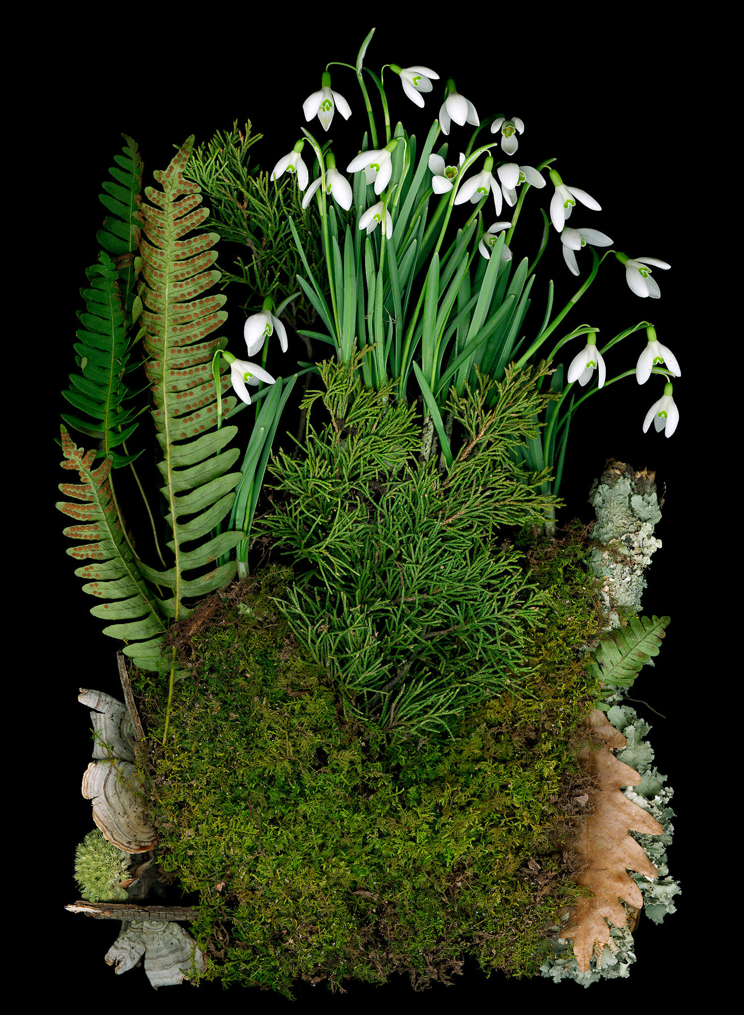 Galanthus, snow drops, ferns, moss