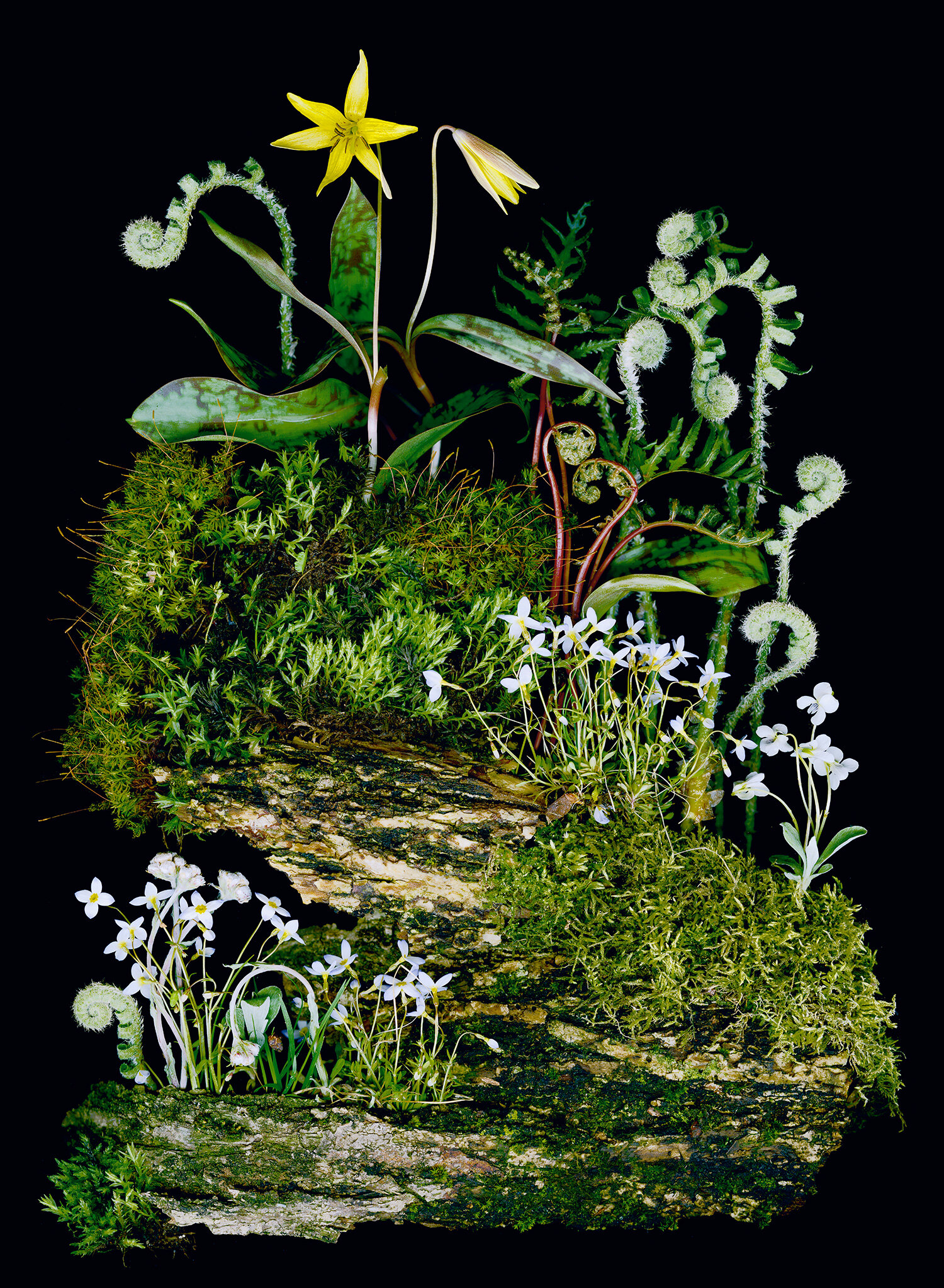 Trout Lily, moss, bark 