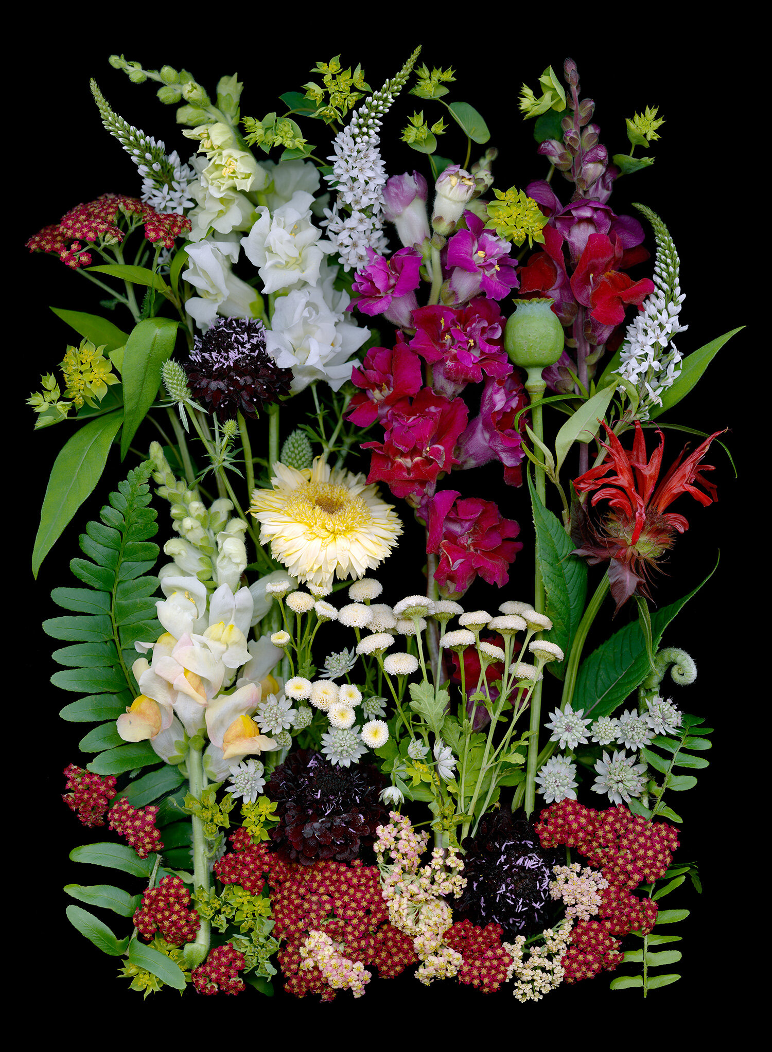 Connecticut July flowers 