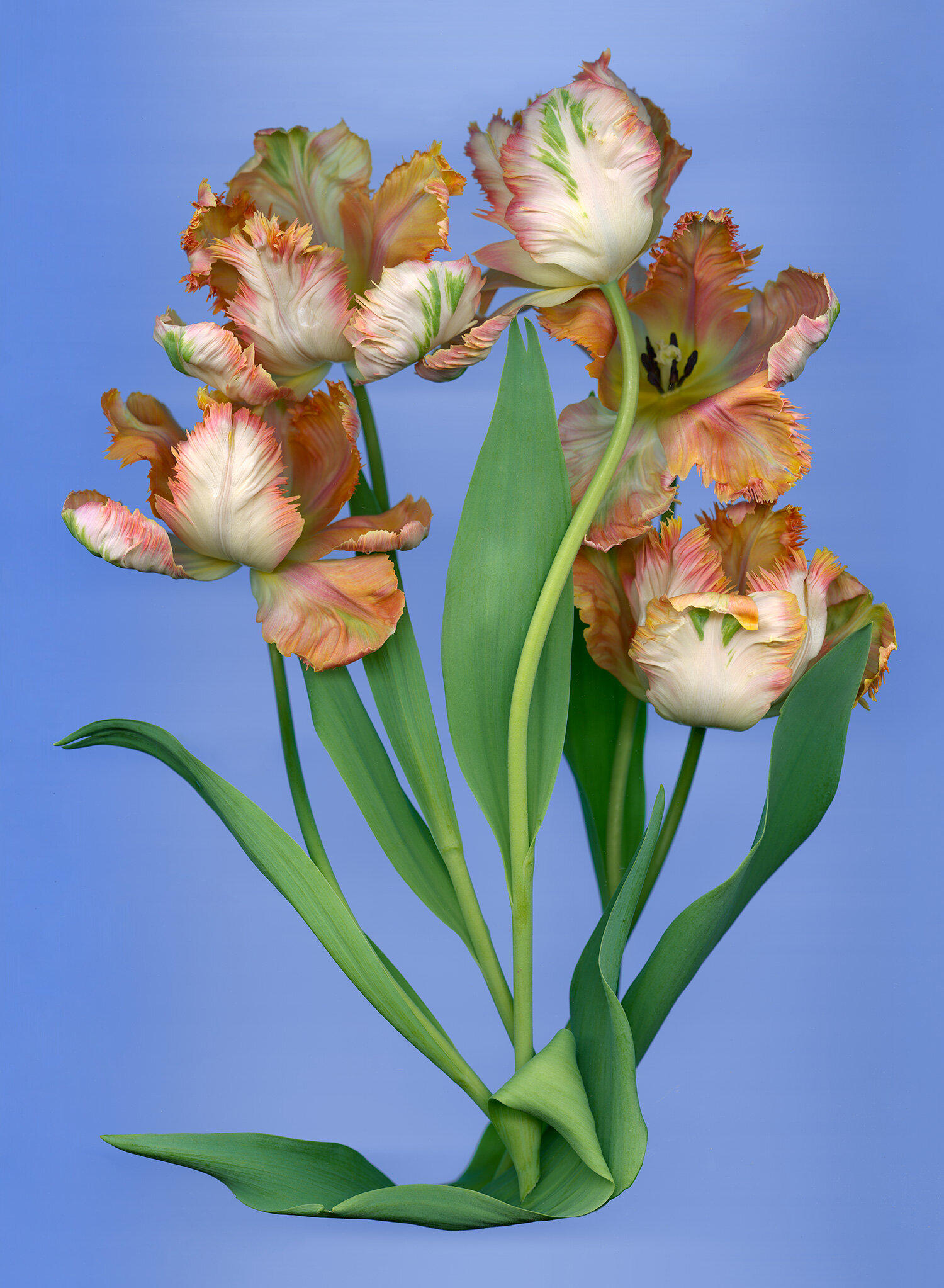 Apricot Tulip Bouquet