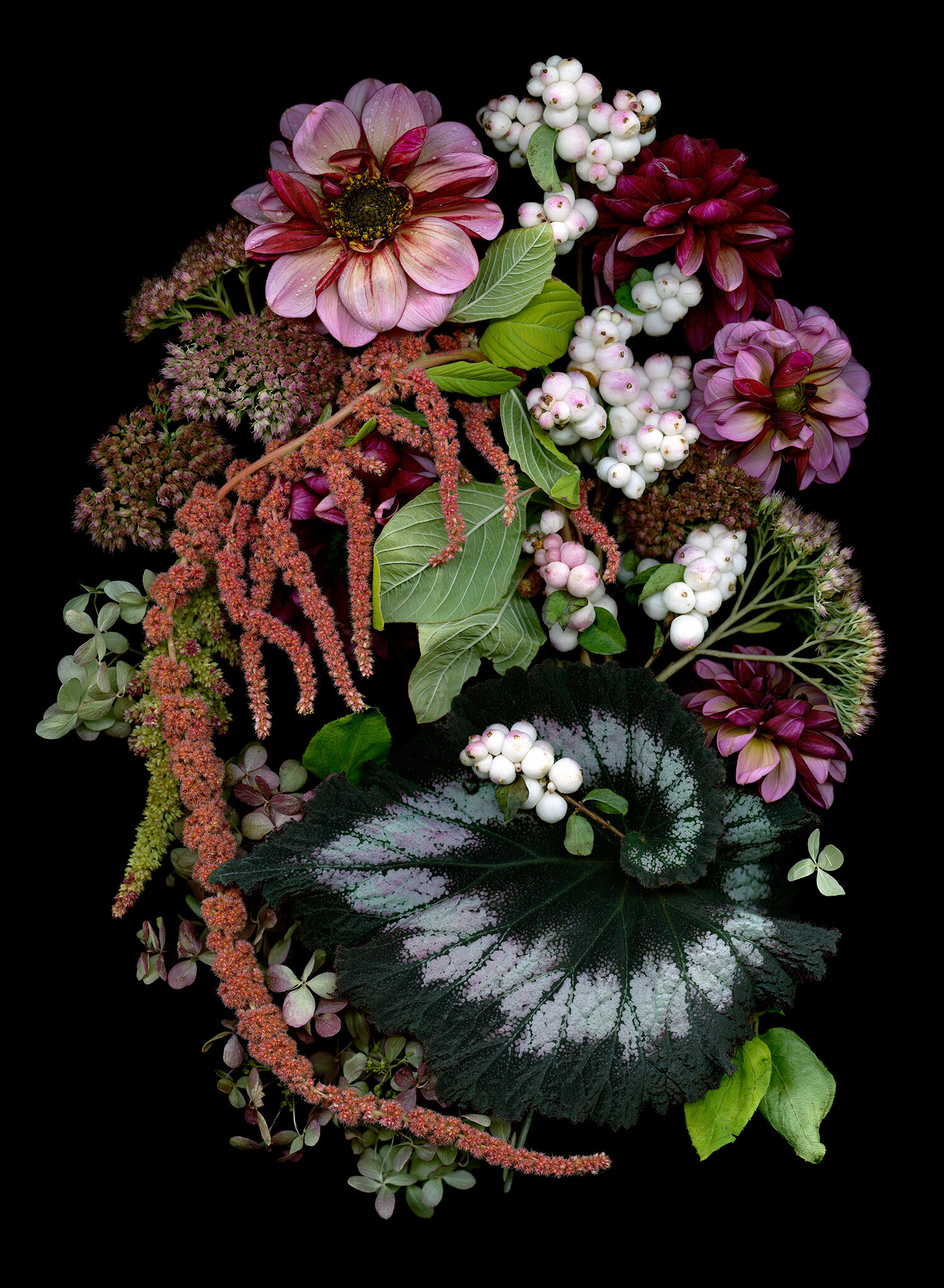 Begonia Amaranth Feverfew Phlox