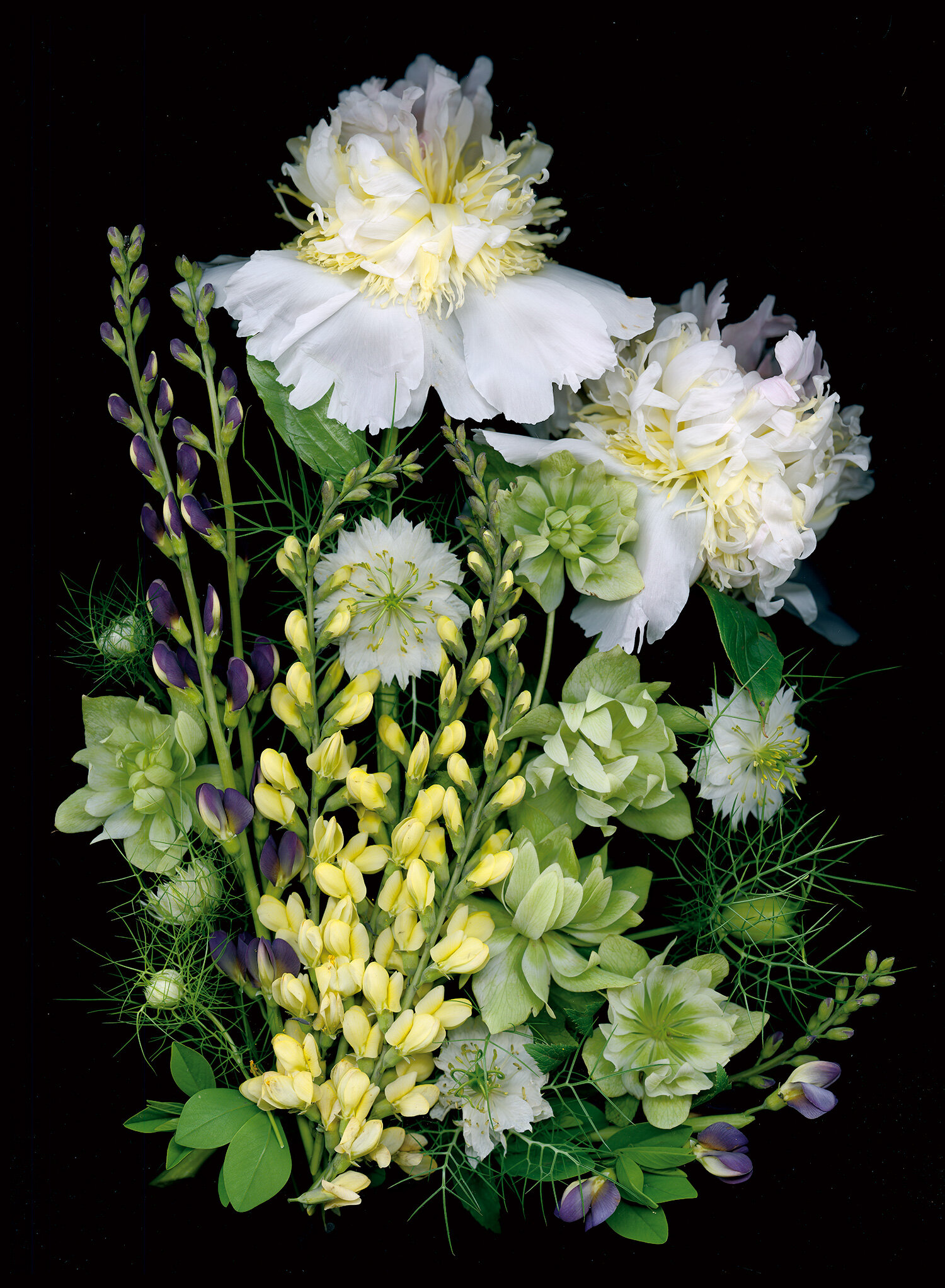 hoverkamp-baptisia-peonies-hellebores-nigella.jpg