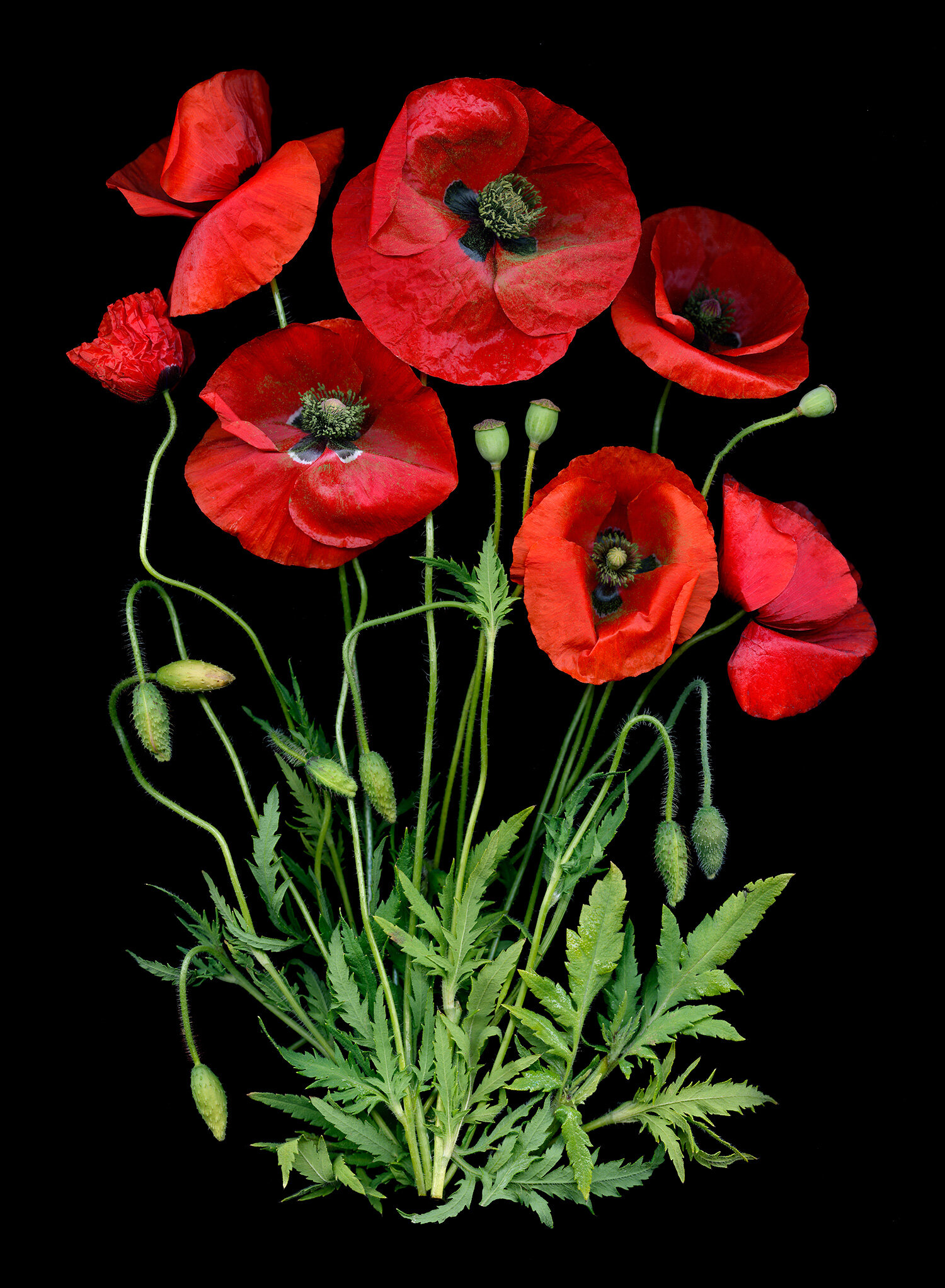 Red Poppies