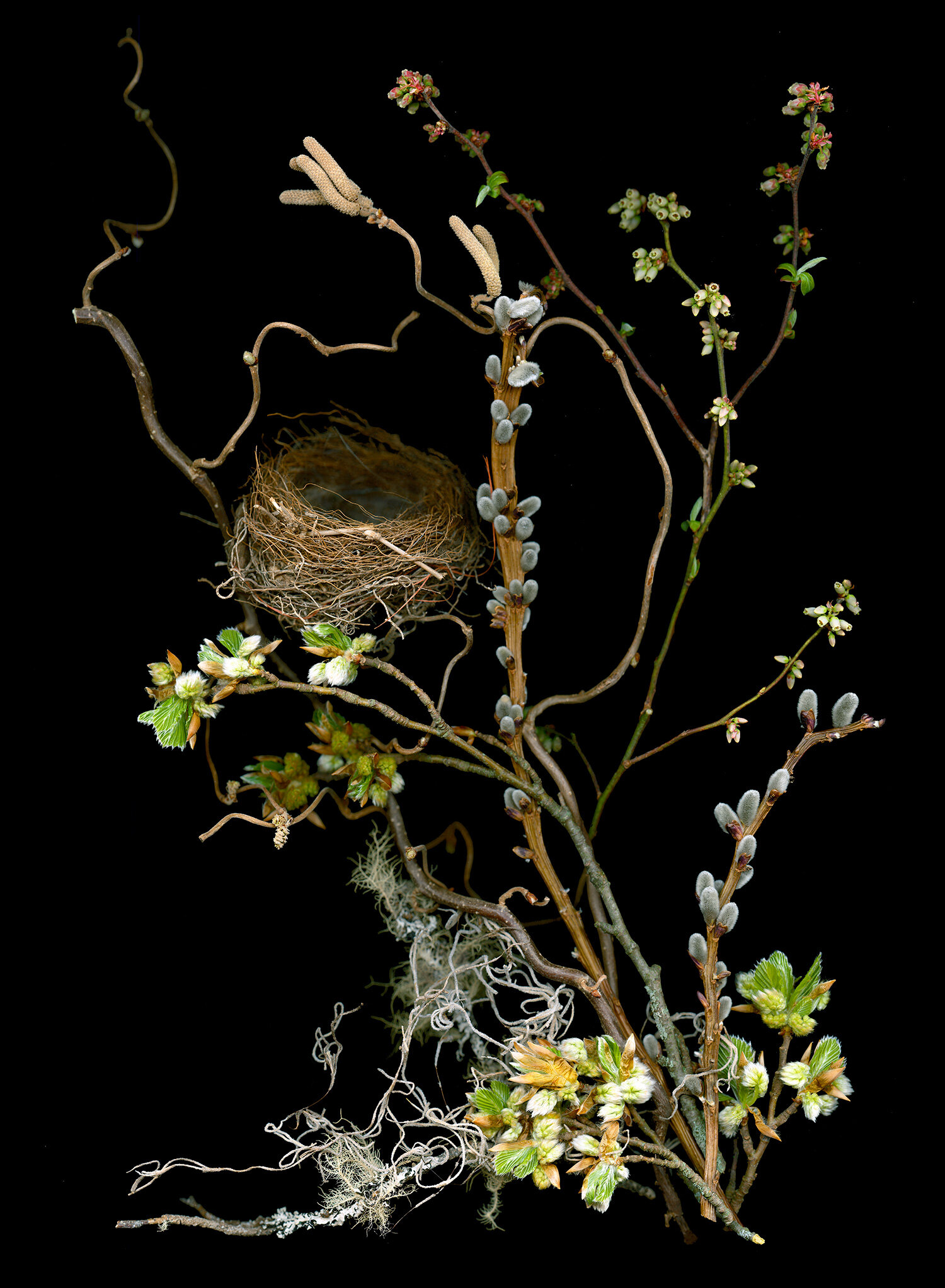Blueberry Branches Nest