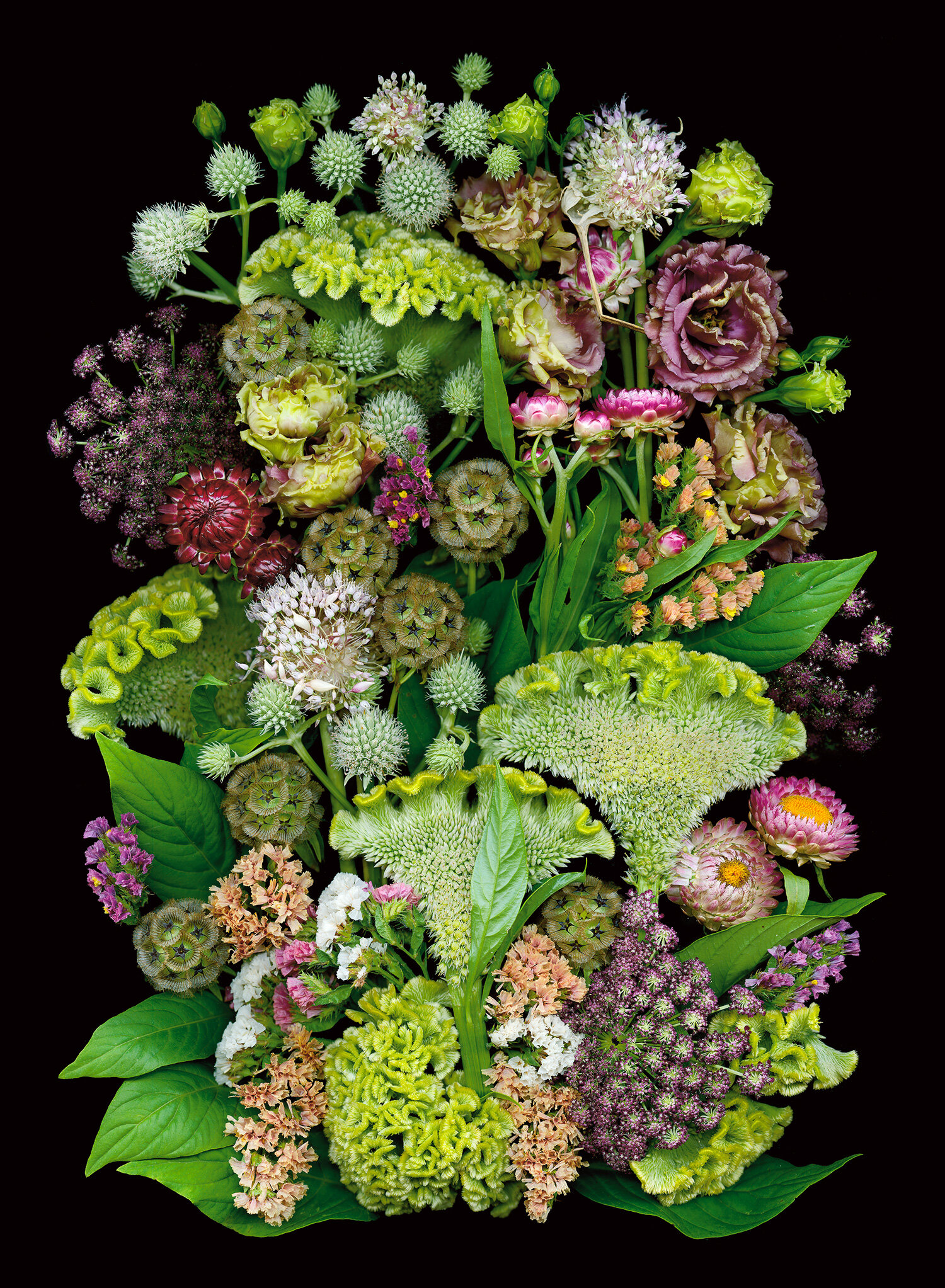 Celosia Lisianthus Strawflowers Amie 