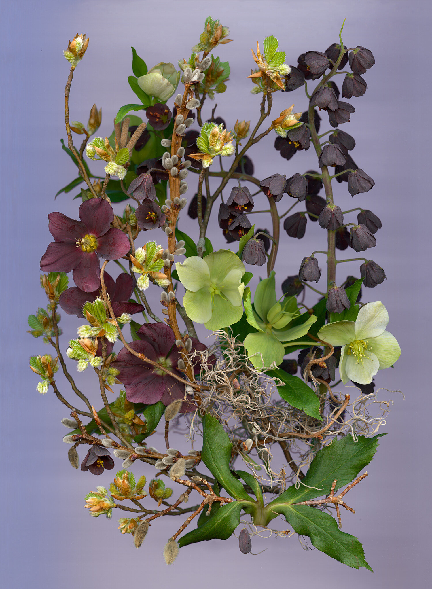 Hellebores and Fritillaria