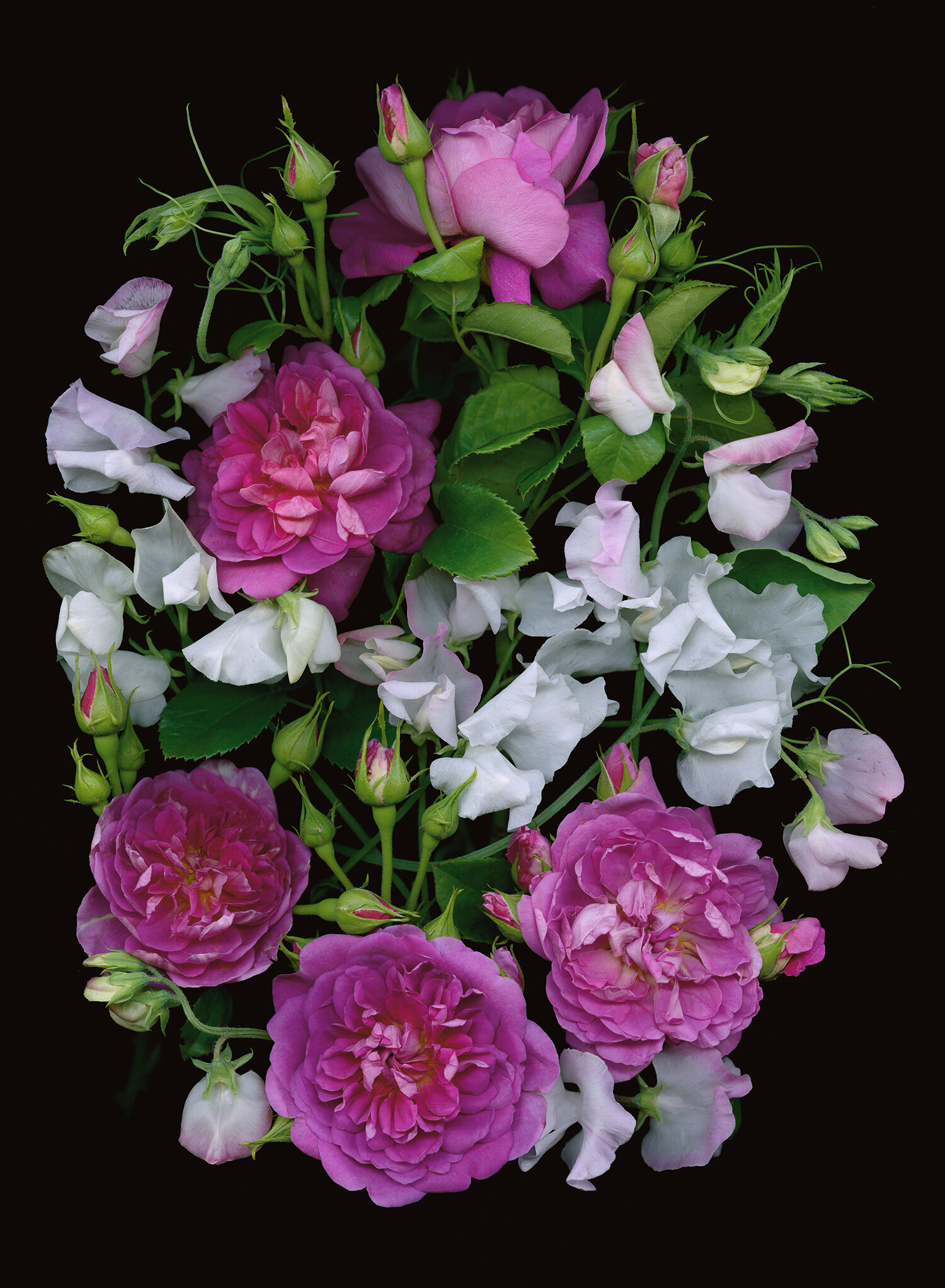 Pink Cabbage Roses and White Lisianthus