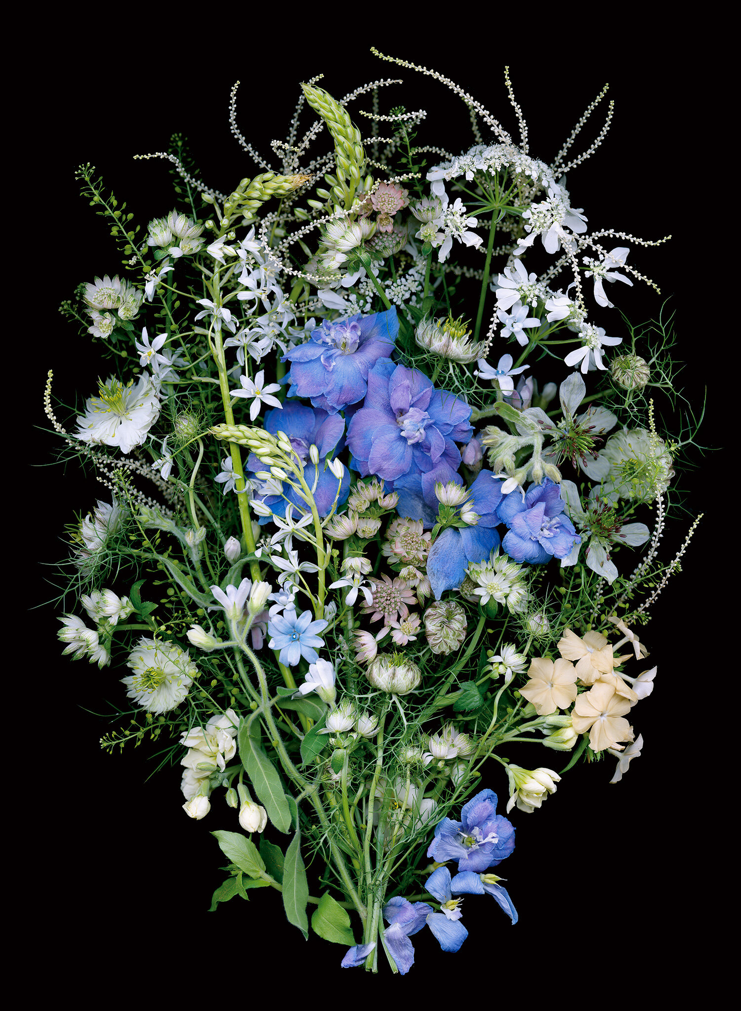 blue delphinium, white flowers