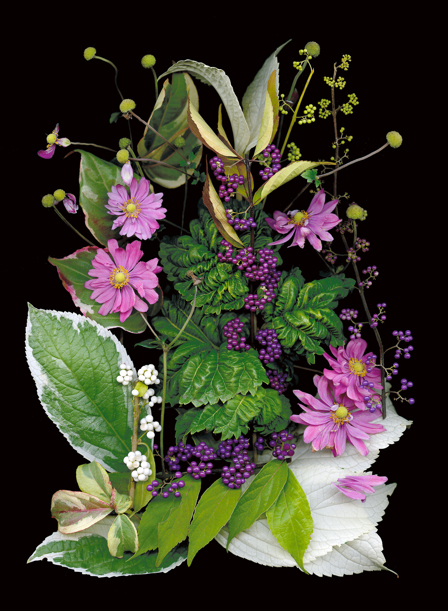 hydrangea leaves, anenomes botanical arrangement