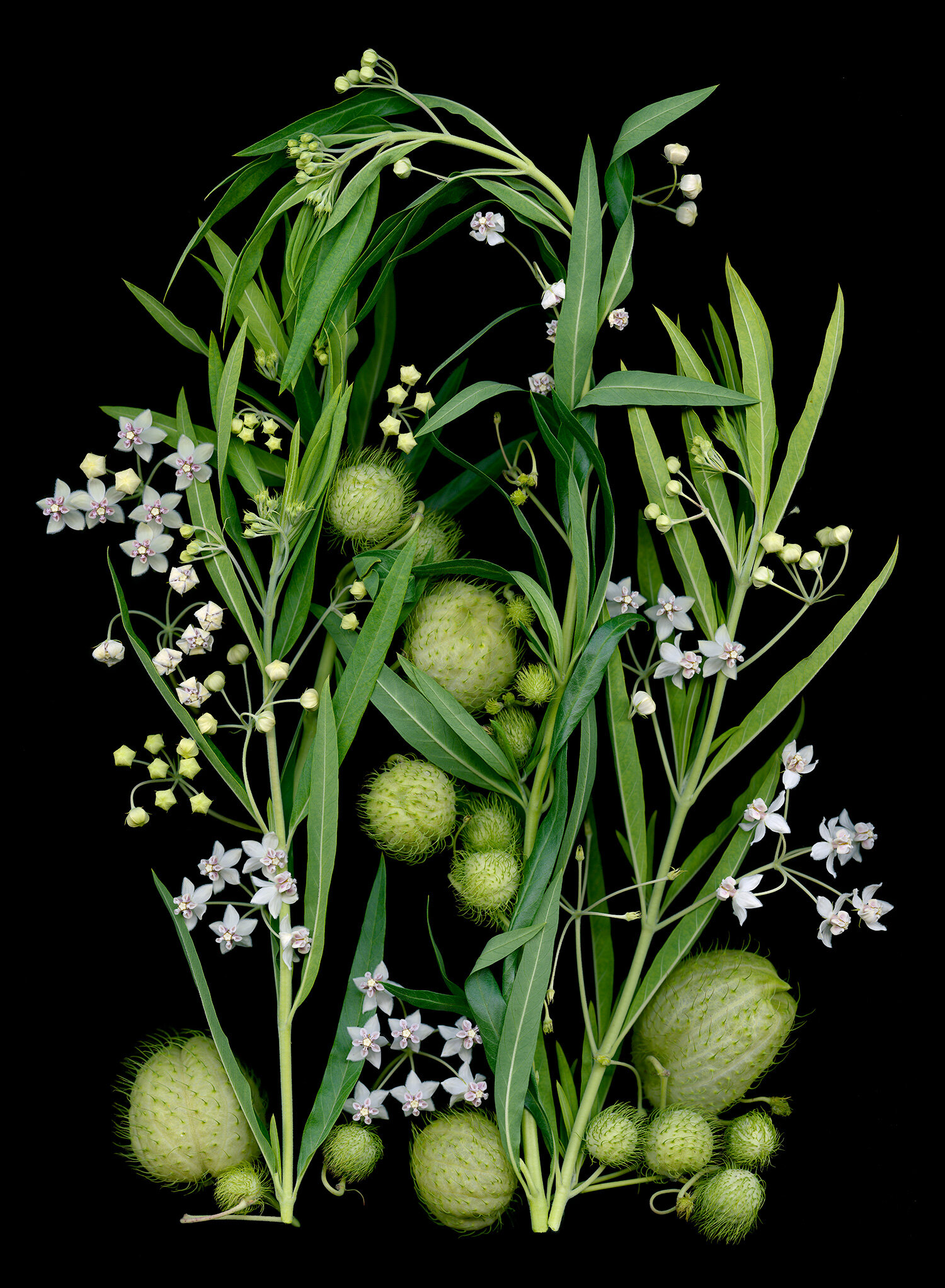  Gomphocarpus physocarpus bishops balls