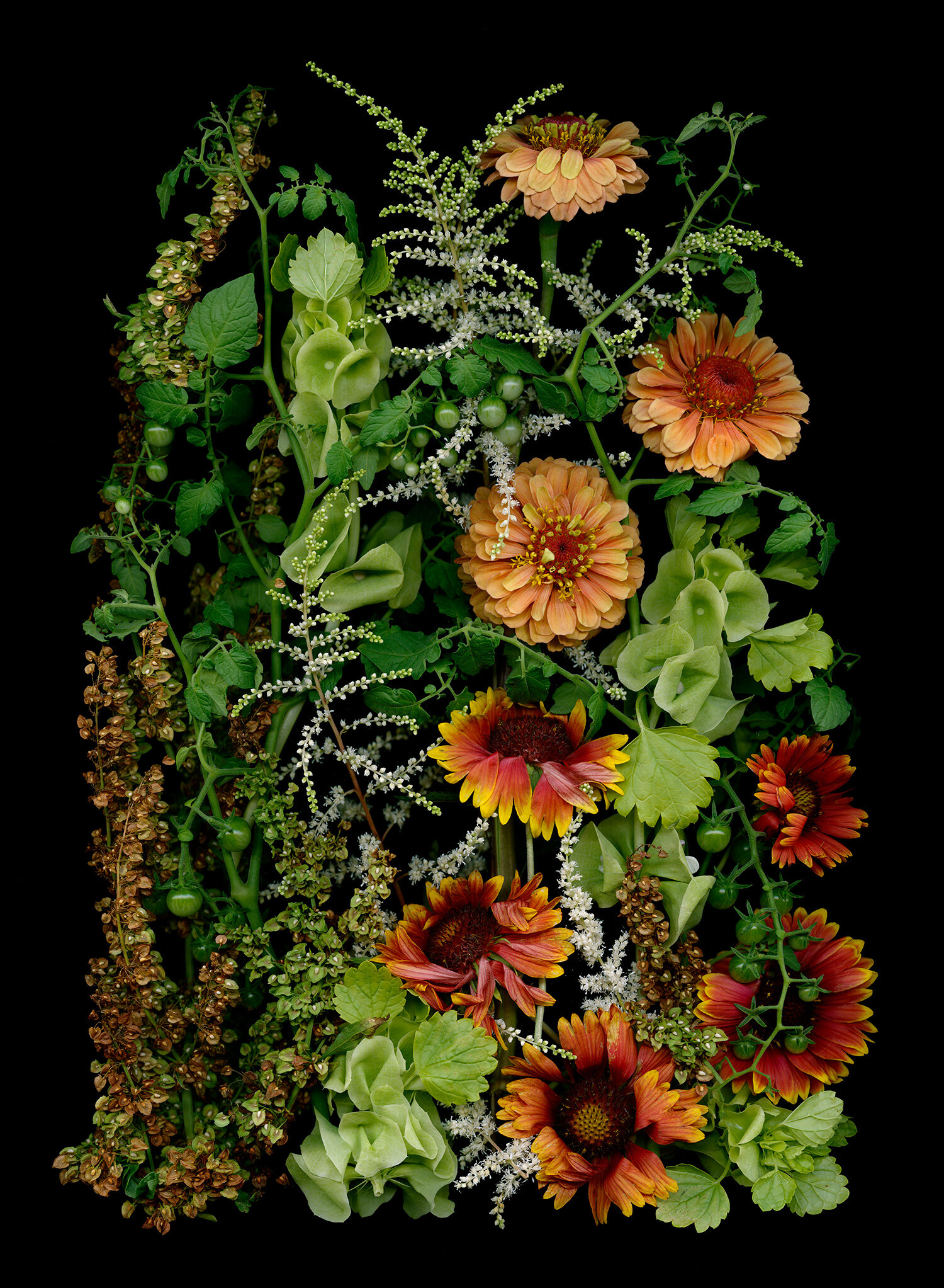 Bells of Ireland Rudbekia