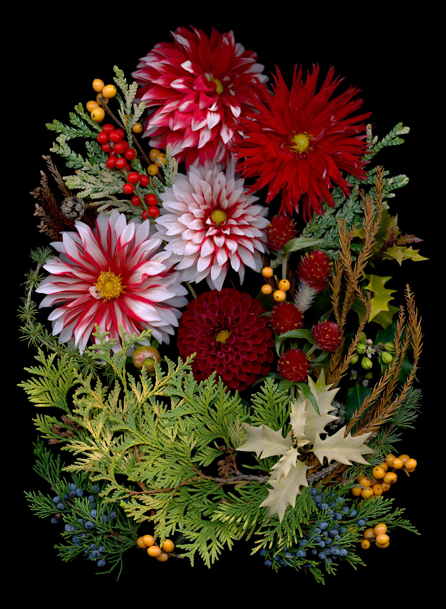 Red and White Dahlias, evergreens