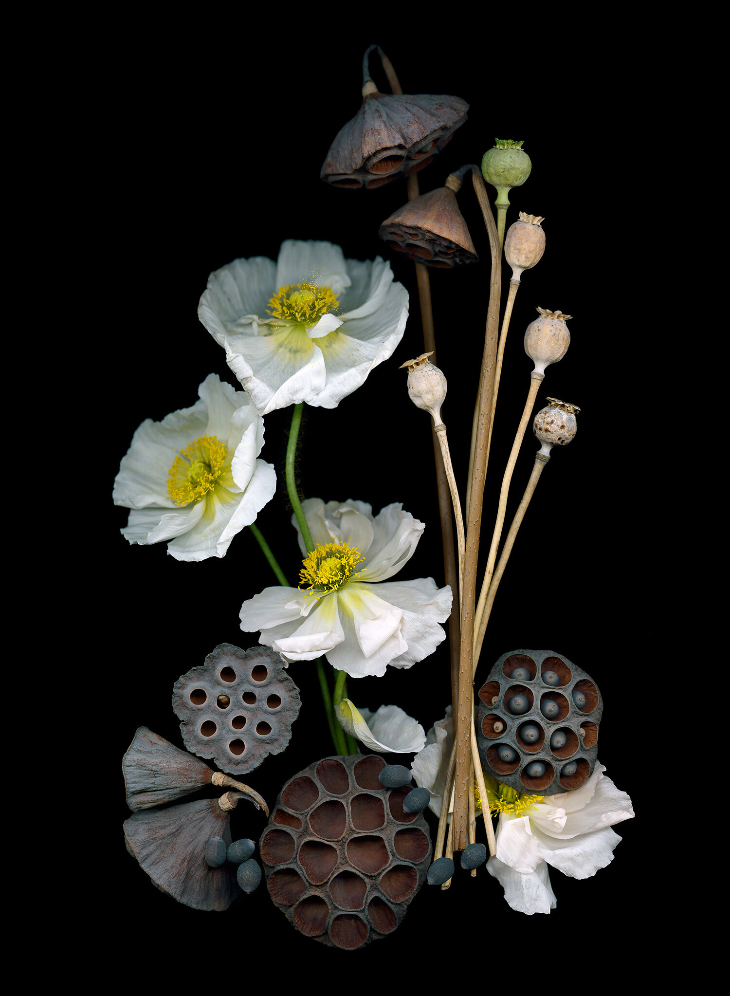 Poppies and Lotus Pods