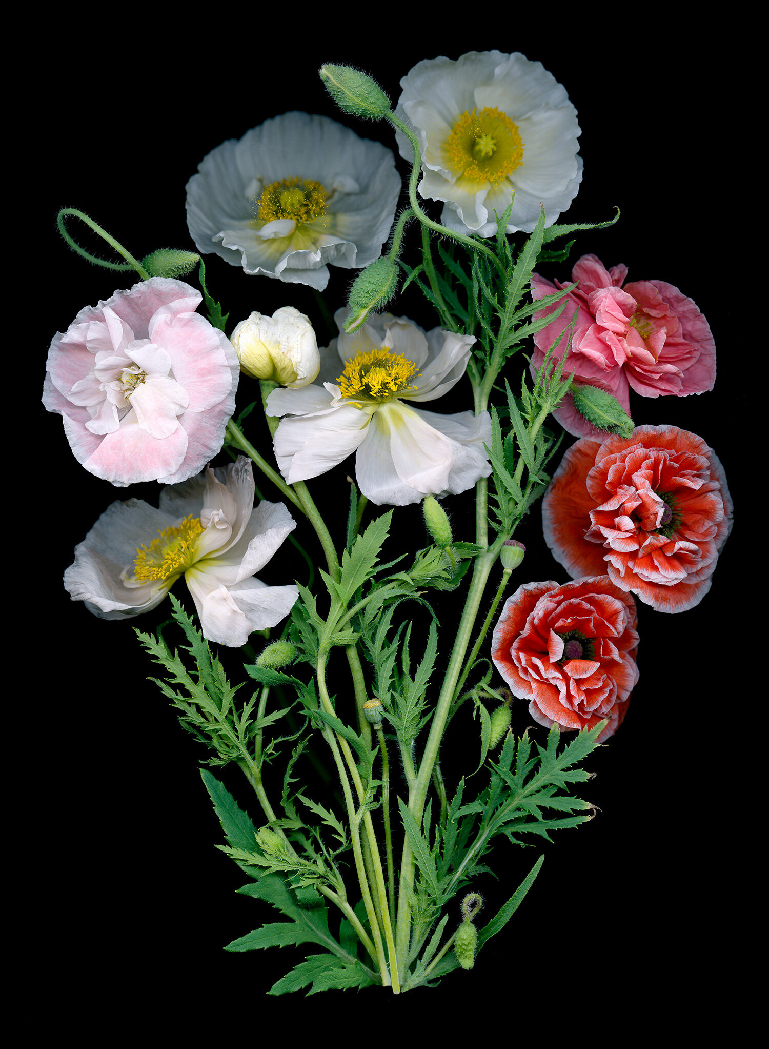 poppies bouquet arrangement