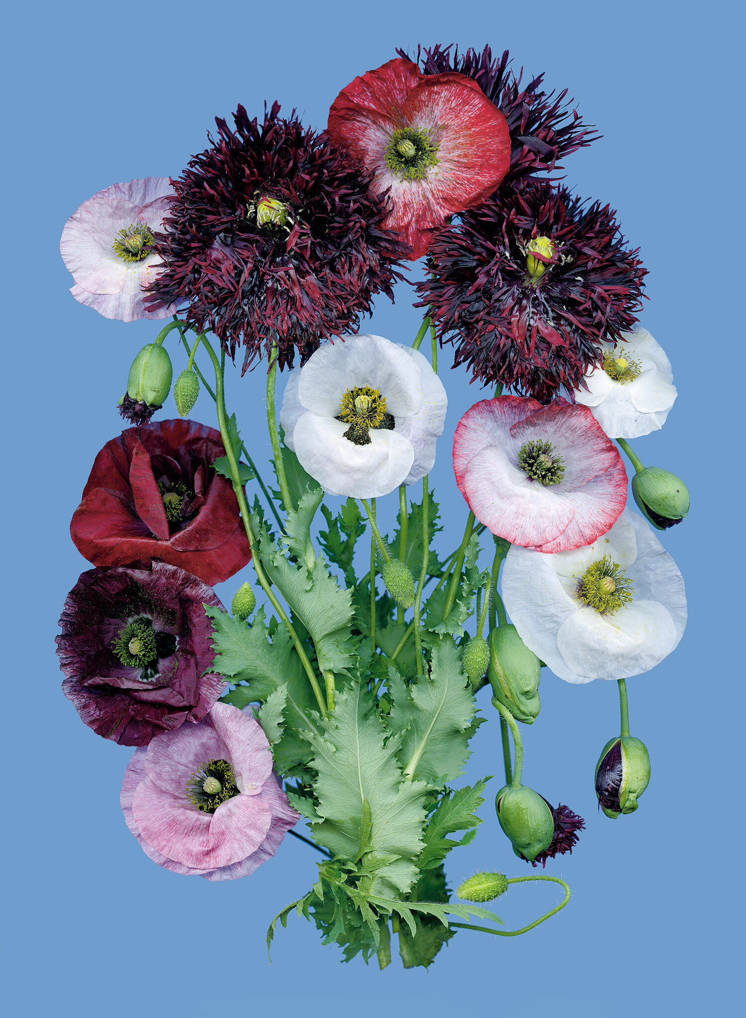 Summer Solstice Poppies