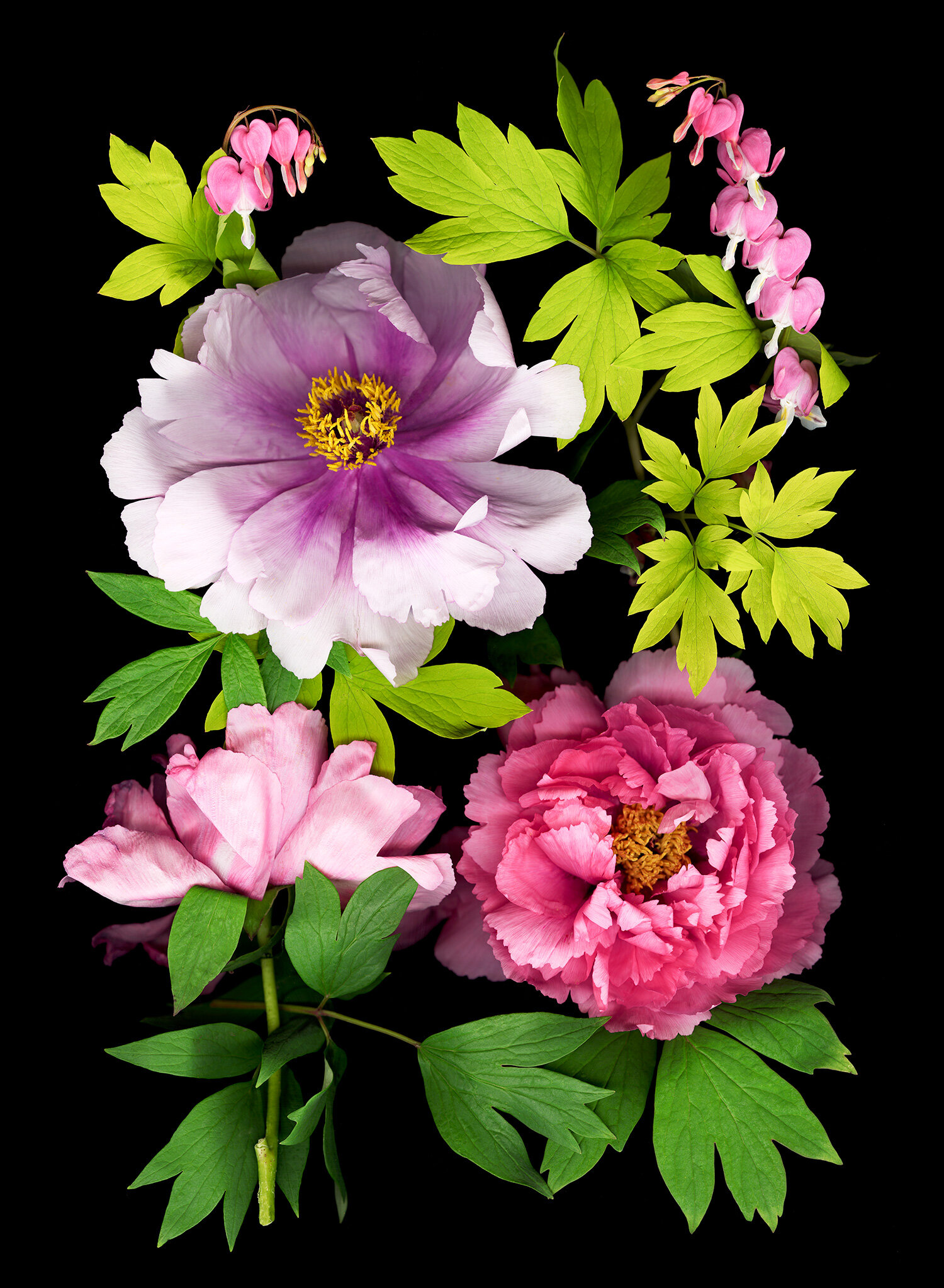 Chinese Peonies