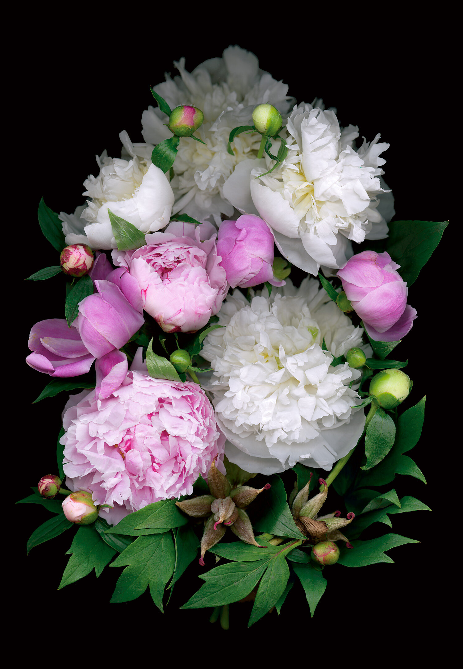 fluffy_pinkwhite_peonies.jpg