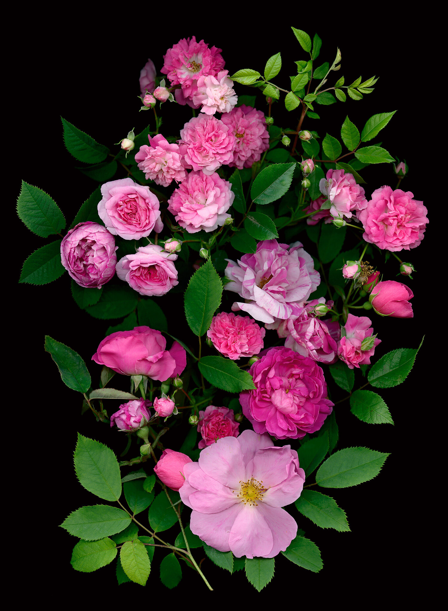heritage_pink_roses.jpg