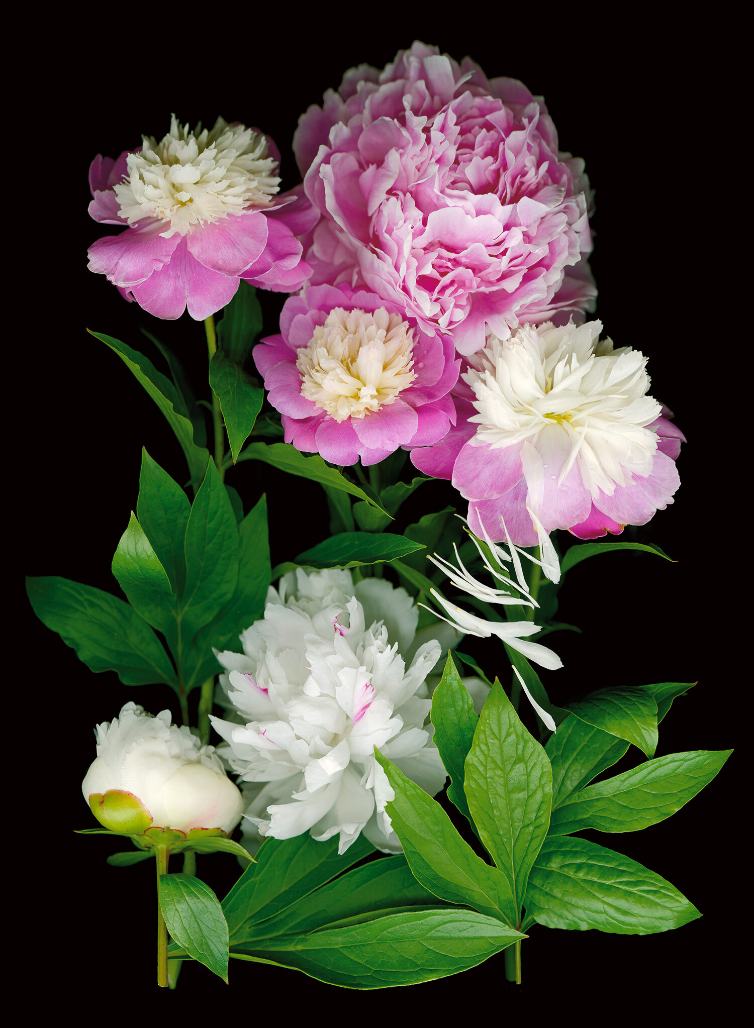 sandis_peonies.jpg