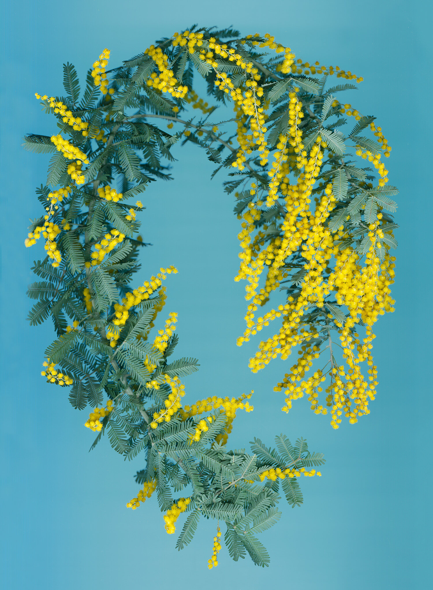 hoverkamp-acacia-baileyana.jpg
