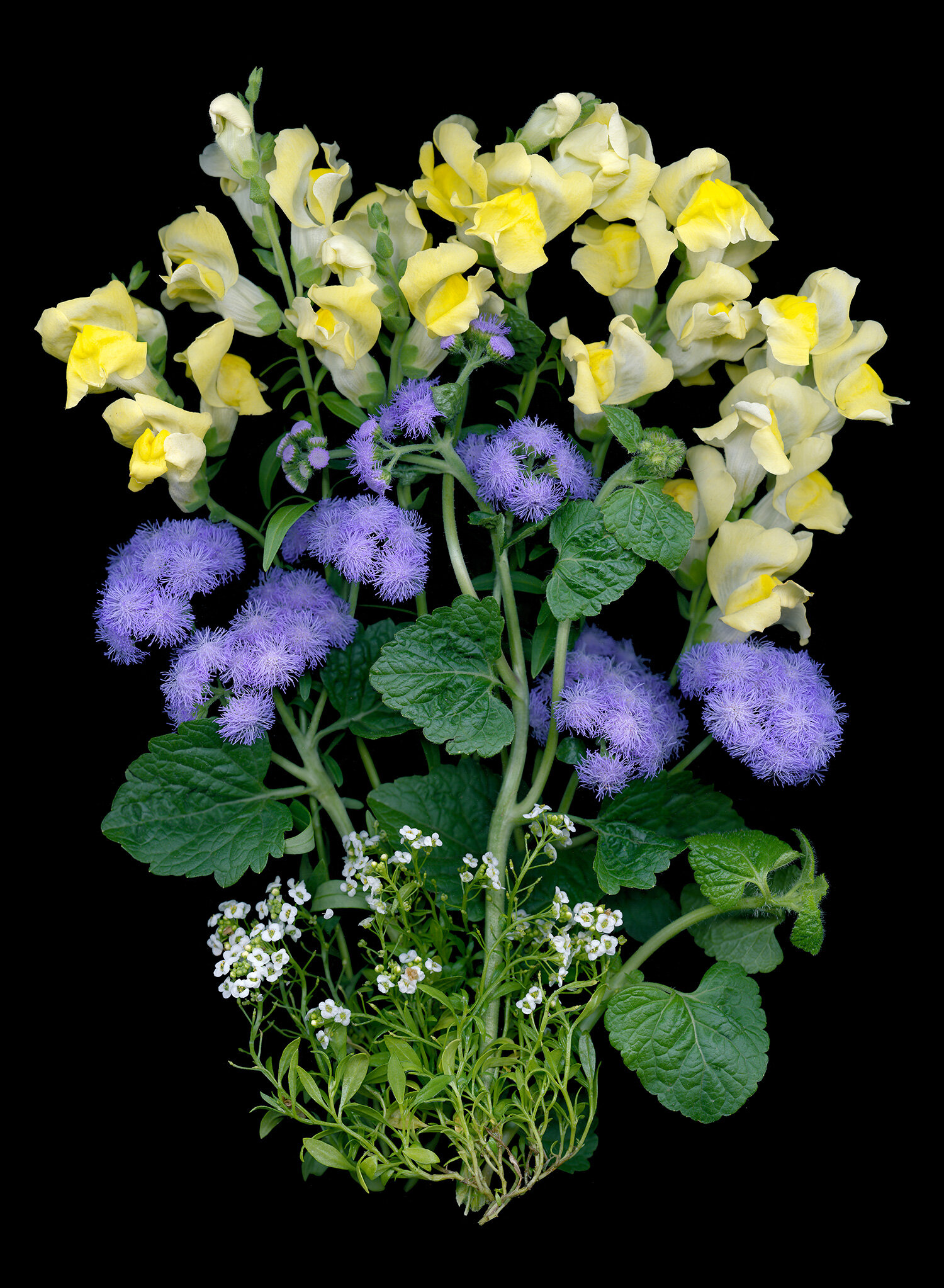 hoverkamp-alyssum_ageratum_yellow_rocket_snapdragons.jpg