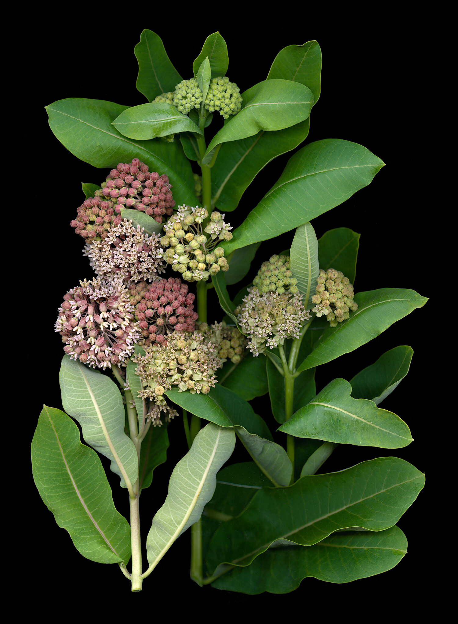 hoverkamp-asclepias.jpg
