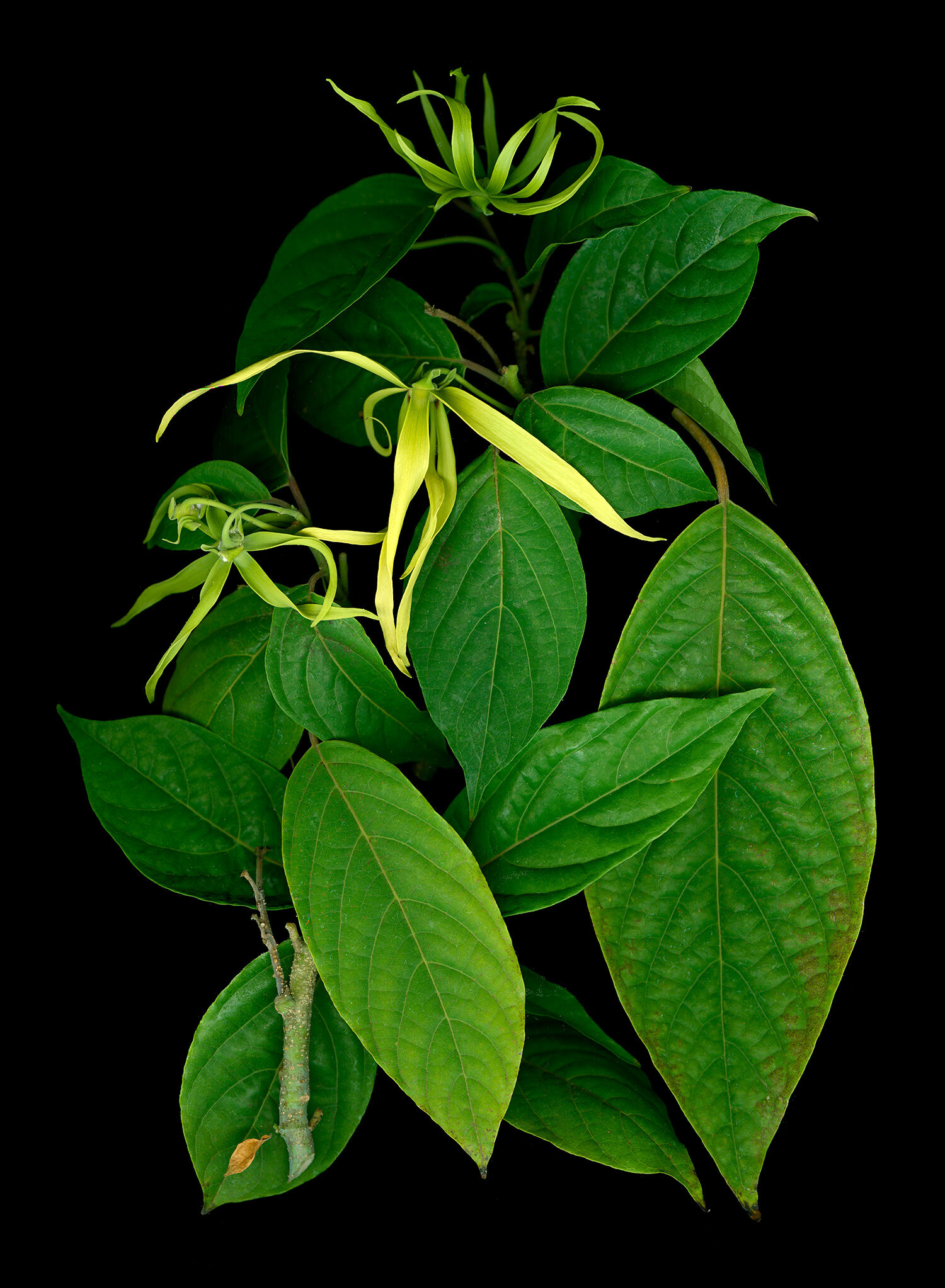 hoverkamp-cananga-odorata-ylang-ylang-tree-frag-musk-lime-rind.jpg