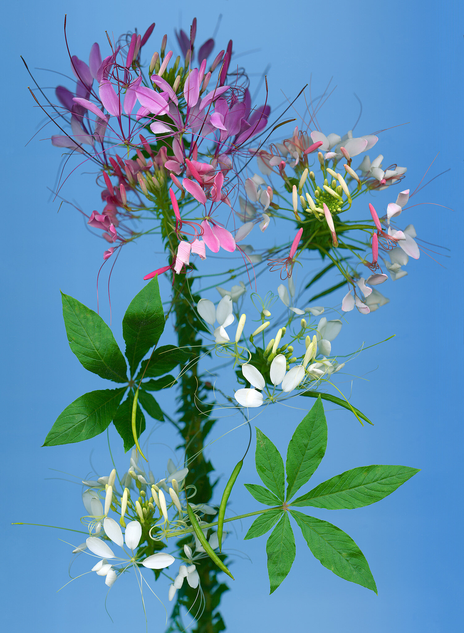 hoverkamp-cleome.jpg