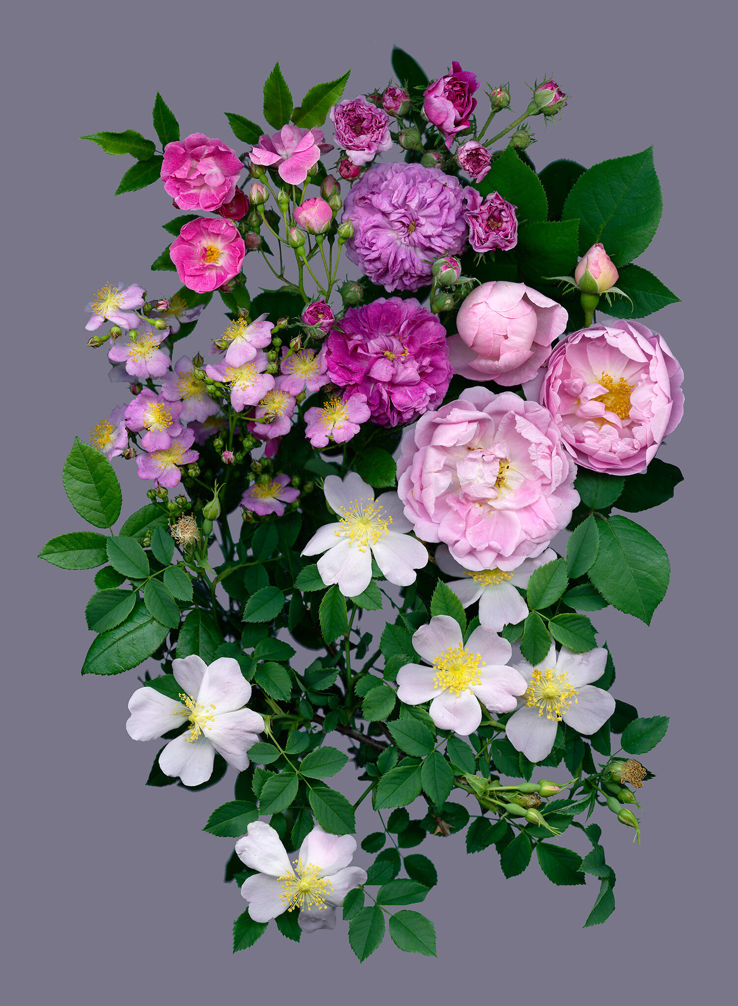 hoverkamp-climbing-roses.jpg