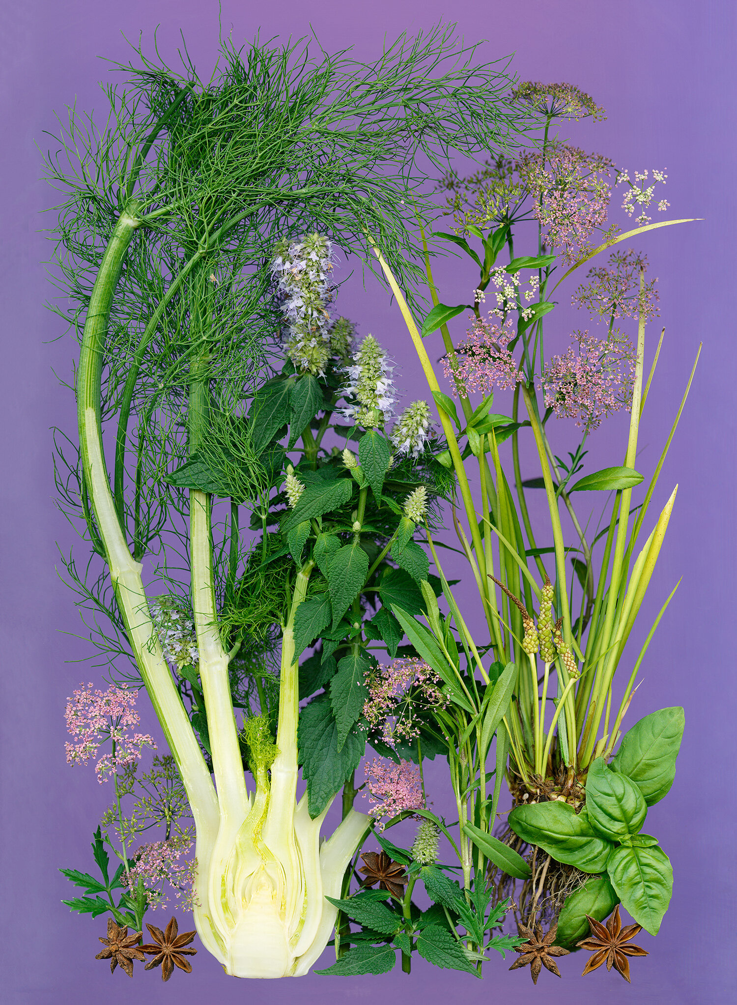 hoverkamp-Fennel-basil-star-anise.jpg