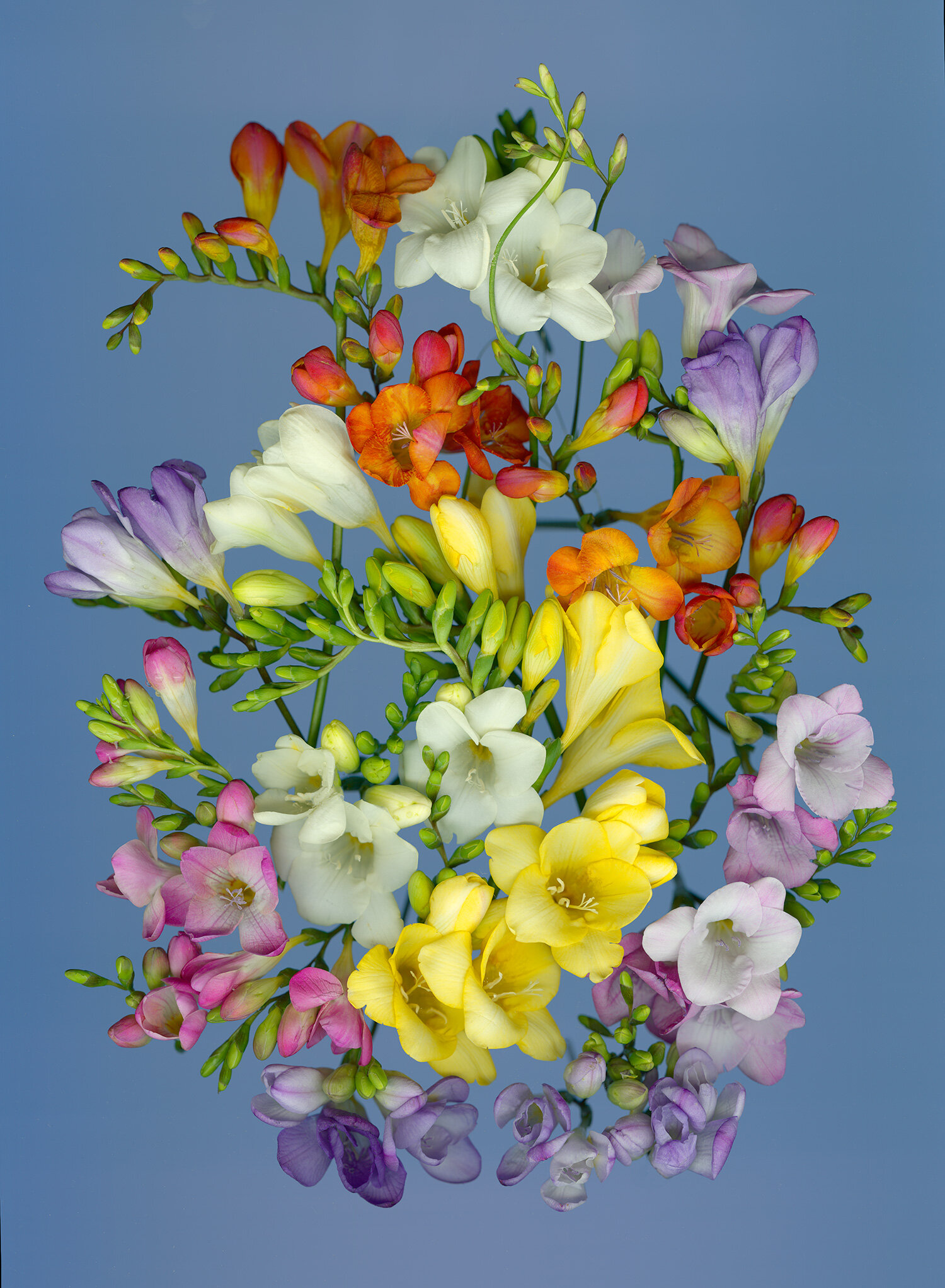 hoverkamp-freesia-swirl-nl-blue.jpg