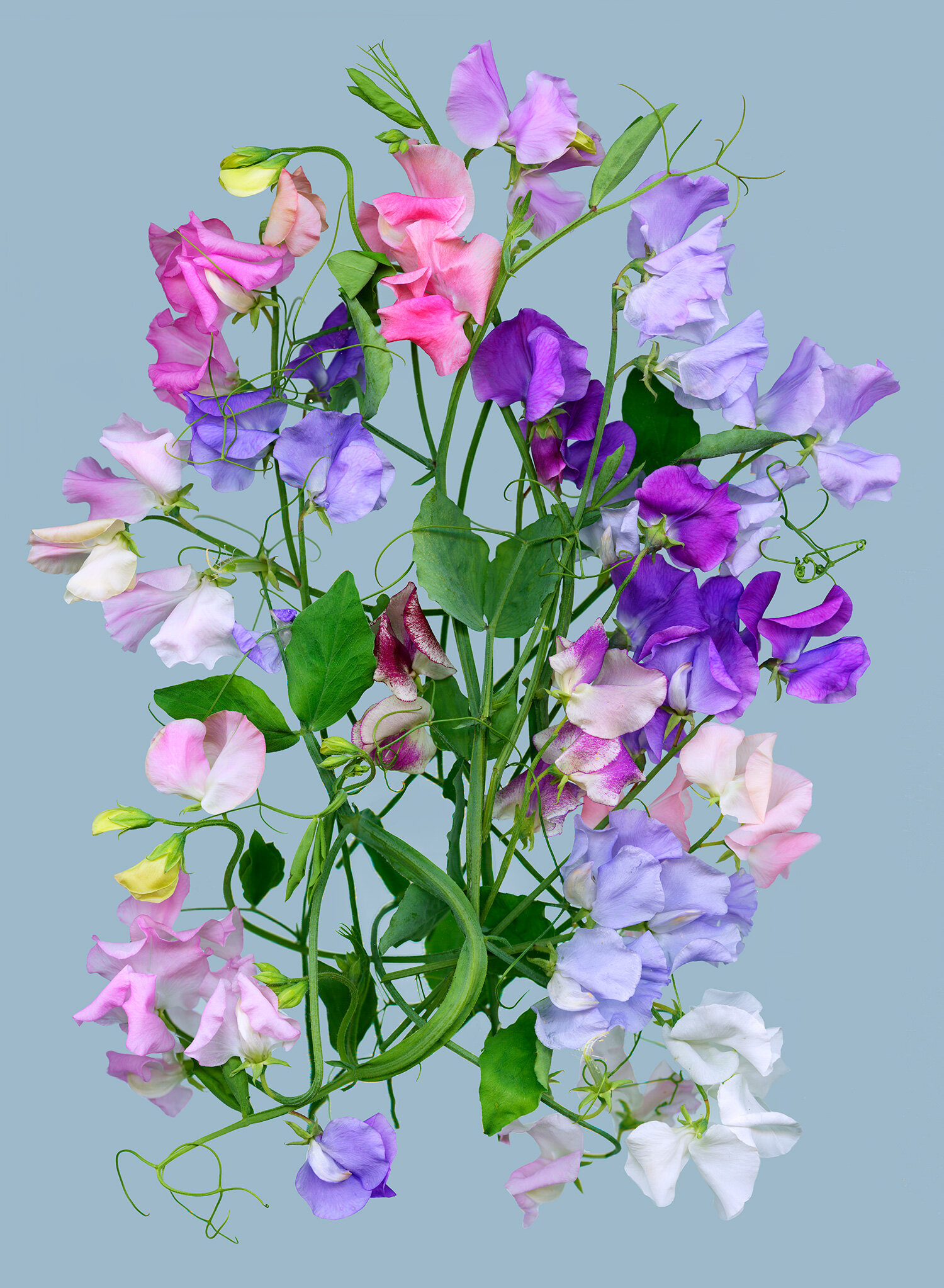 hoverkamp-sweetpeas.jpg