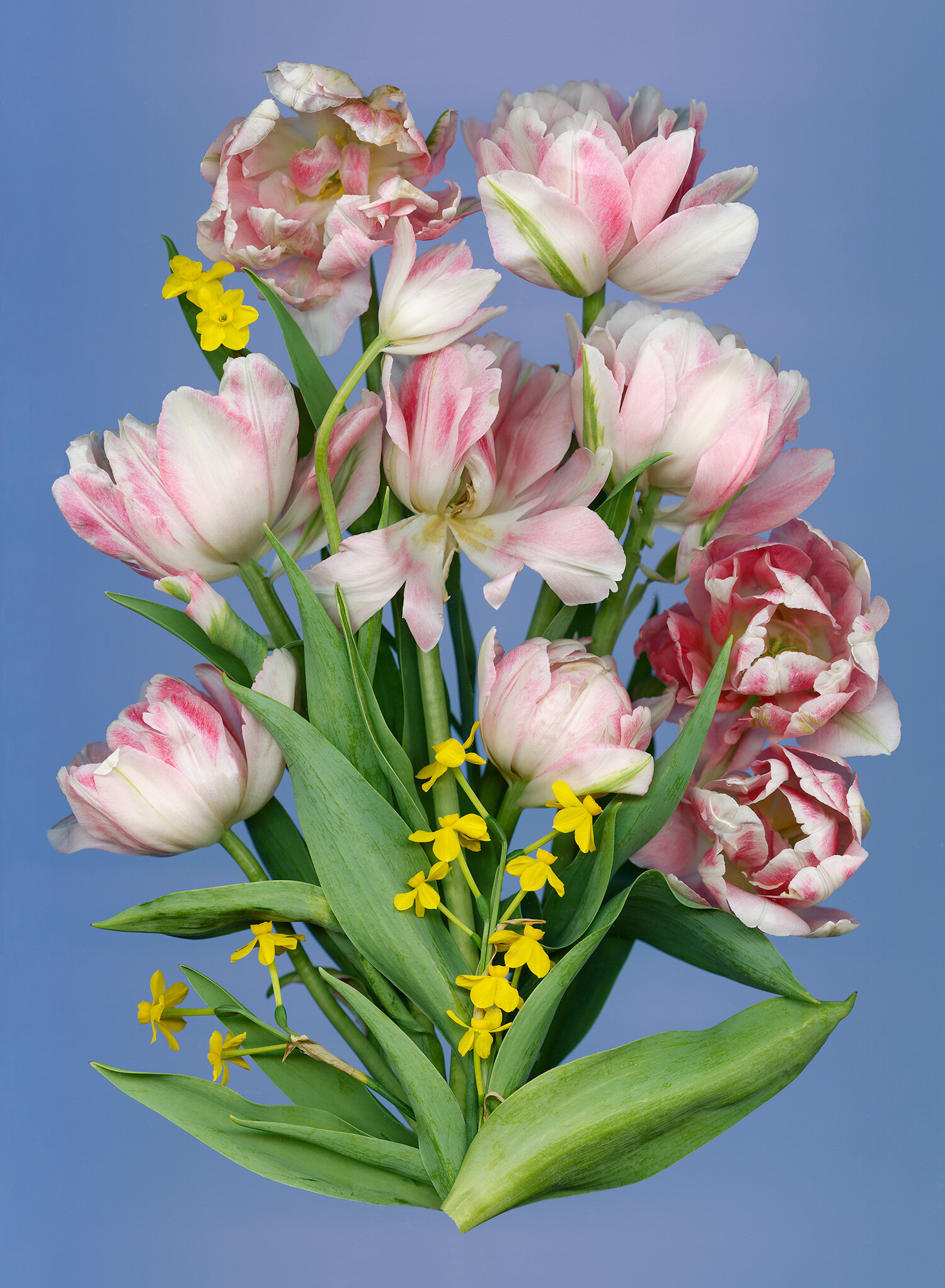 hoverkamp-tulipa-angelique-n.-baby-moon.jpg