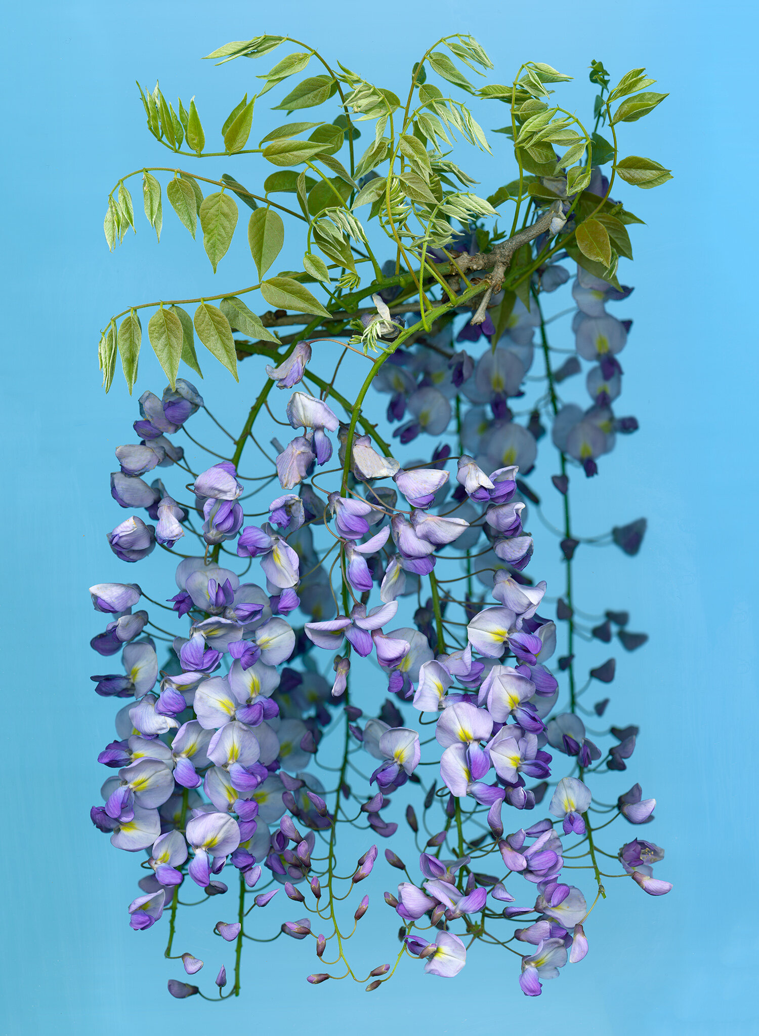 hoverkamp-wisteria.jpg